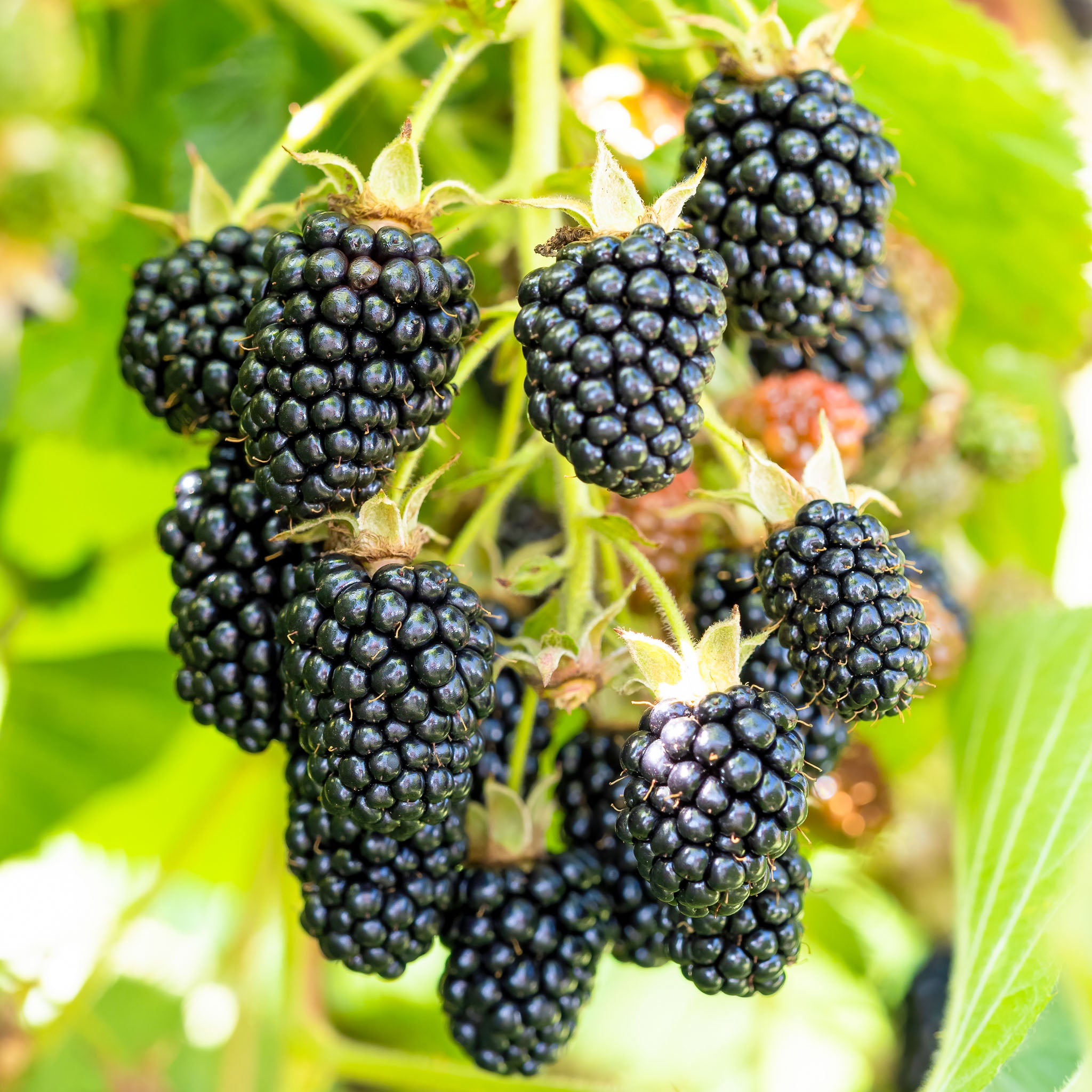 Brombeere 'Loch Ness'