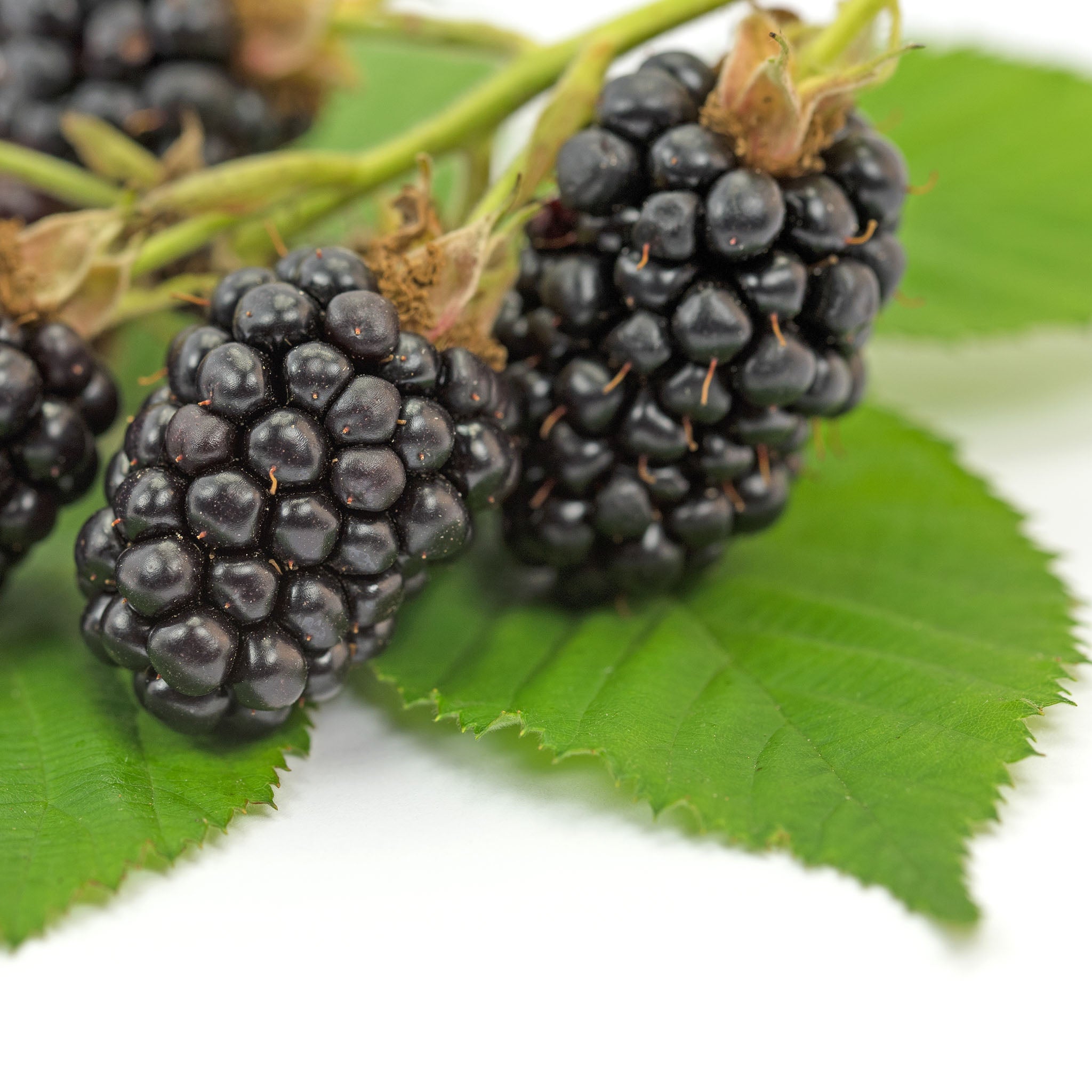 Brombeere 'Loch Ness'