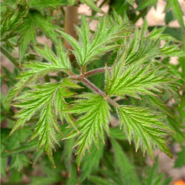 Brombeere 'Thornless Evergreen'