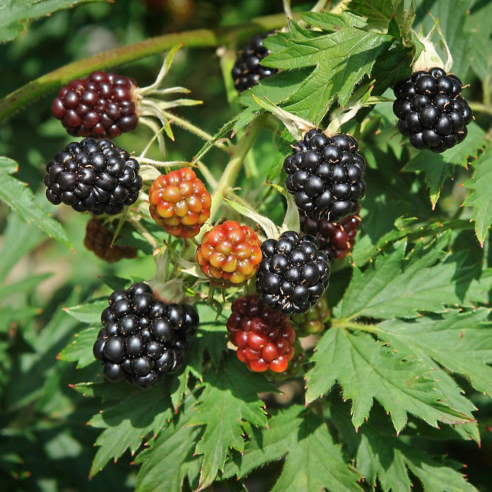 Brombeere 'Thornless Evergreen'