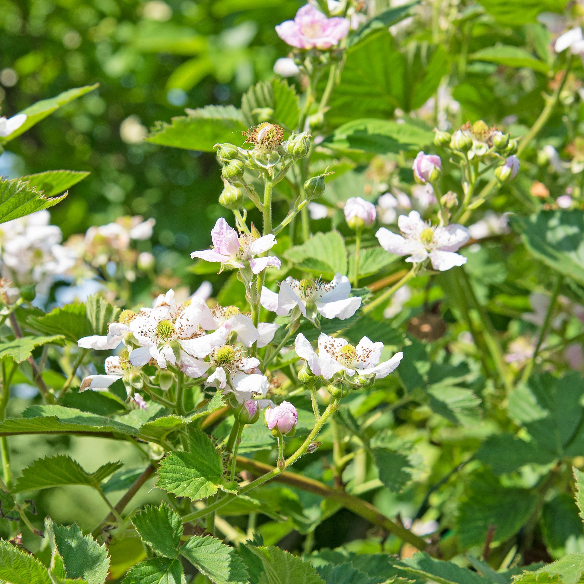 Herbstbrombeere 'Montblanc®'