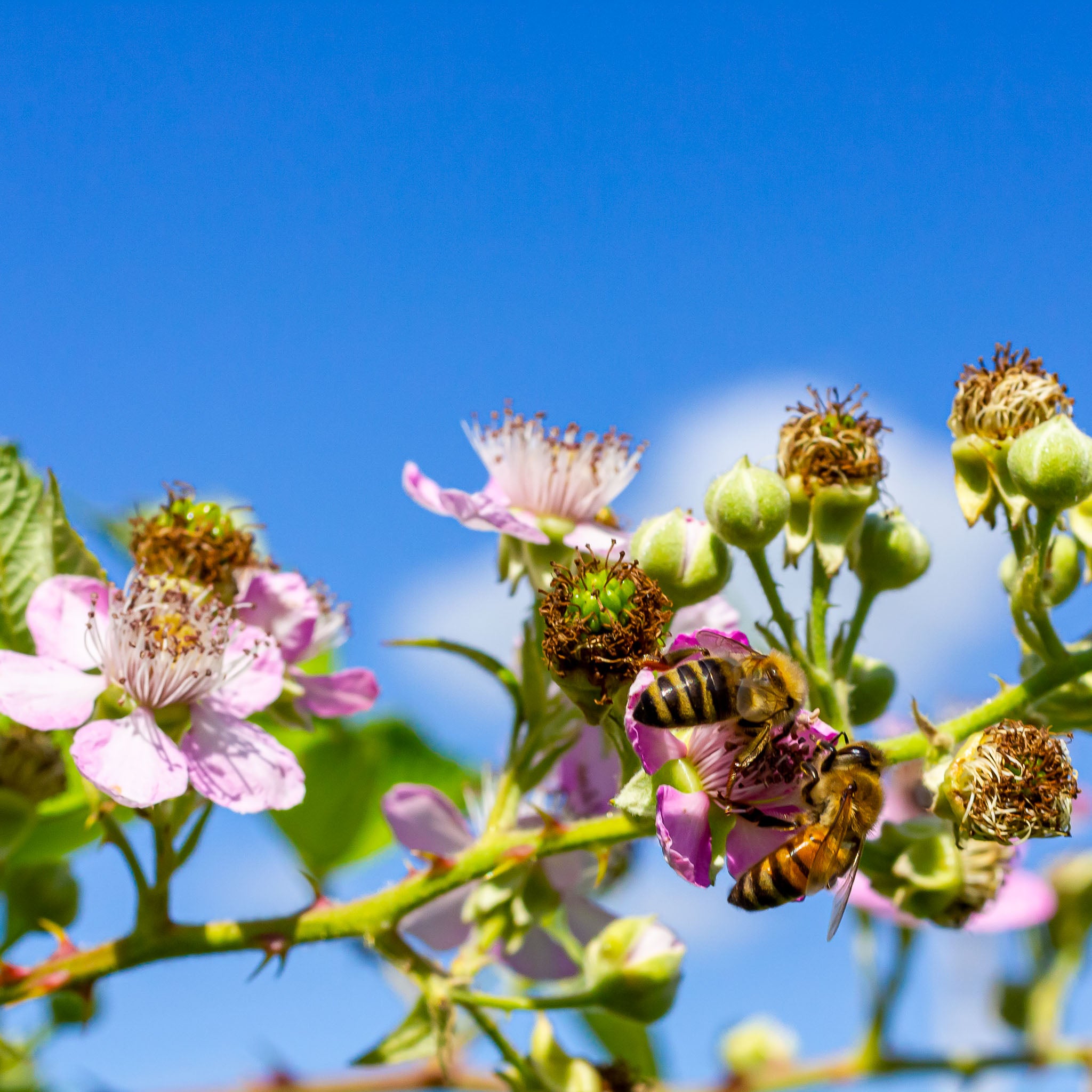 Brombeere 'Triple Crown'