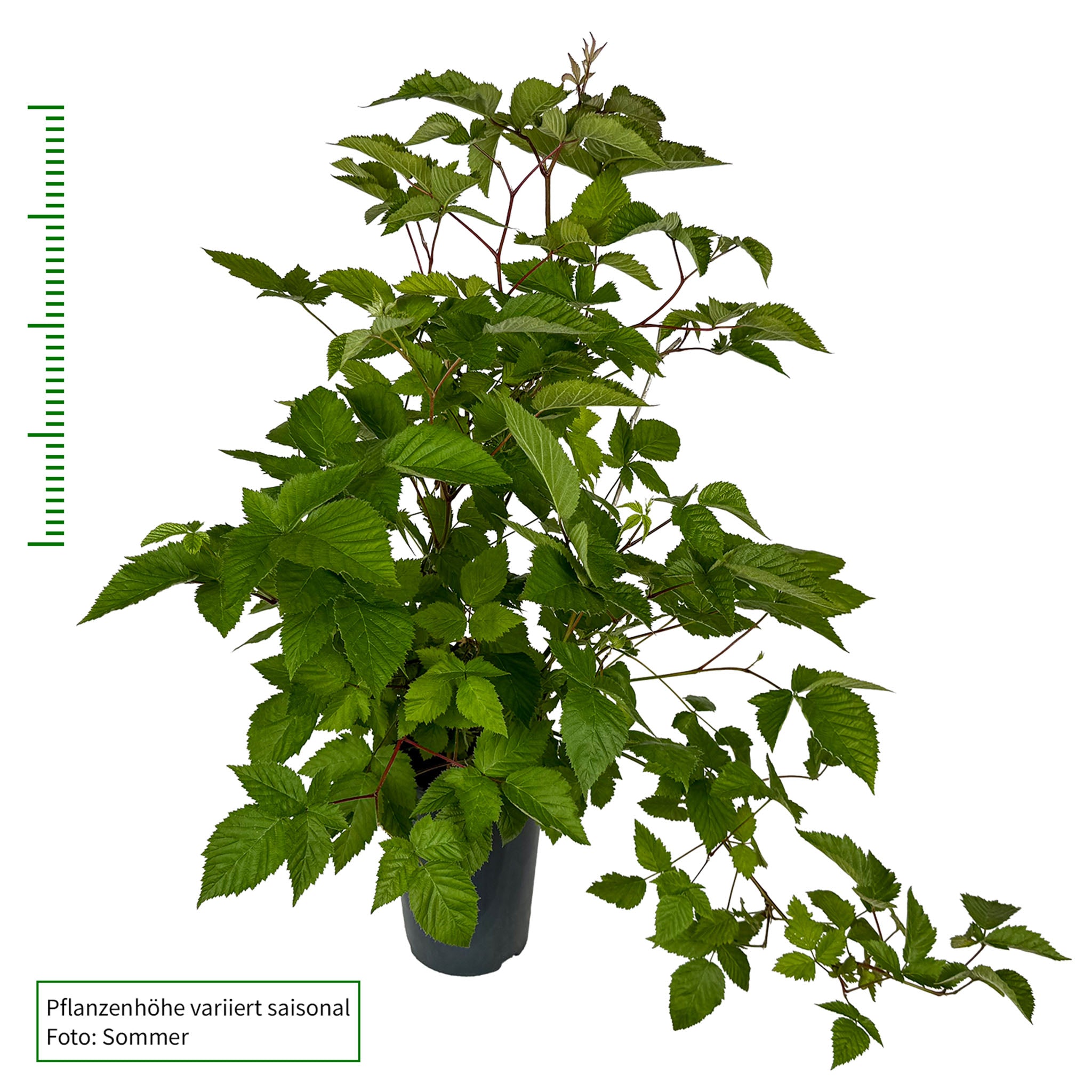 Brombeere 'Navaho'