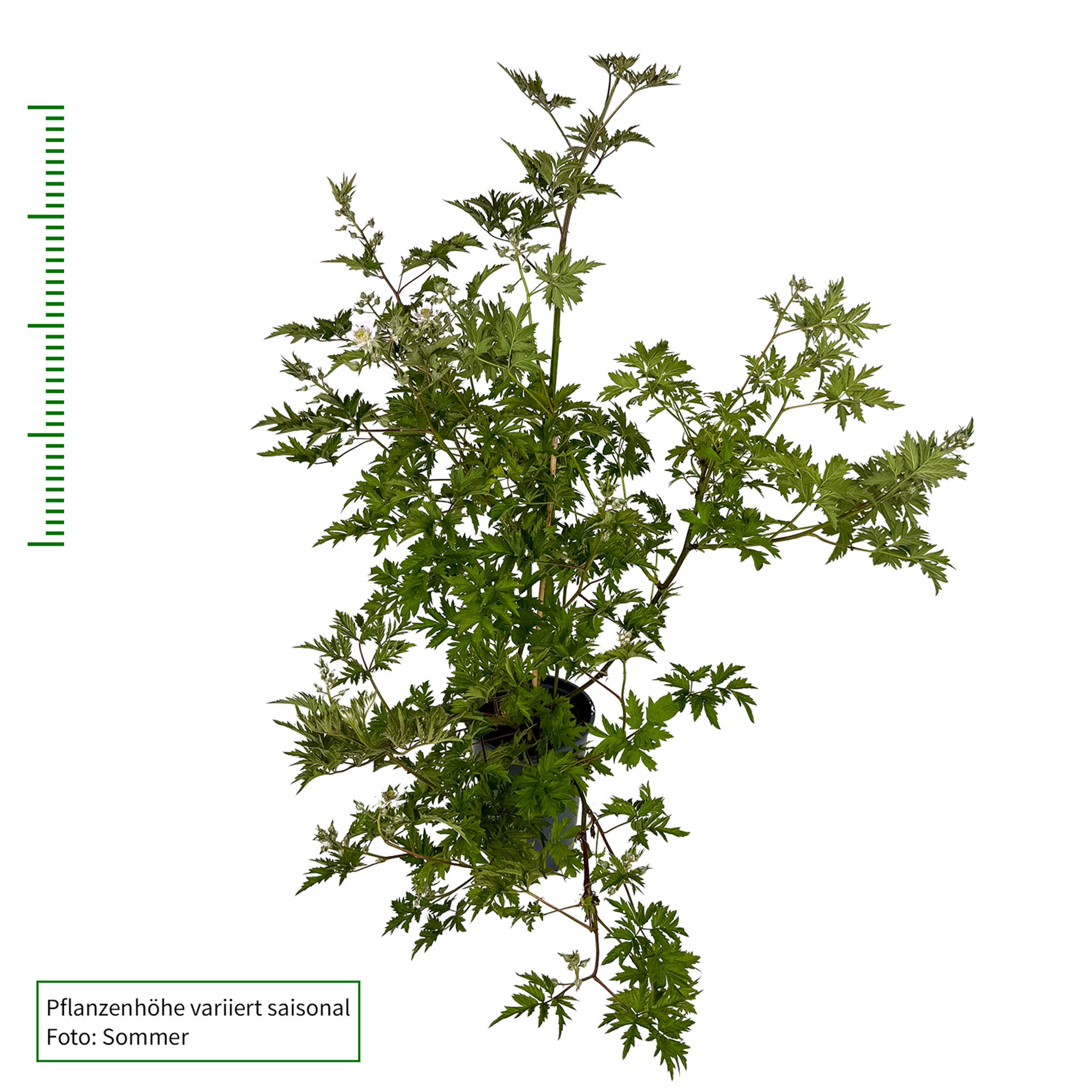 Brombeere 'Thornless Evergreen'