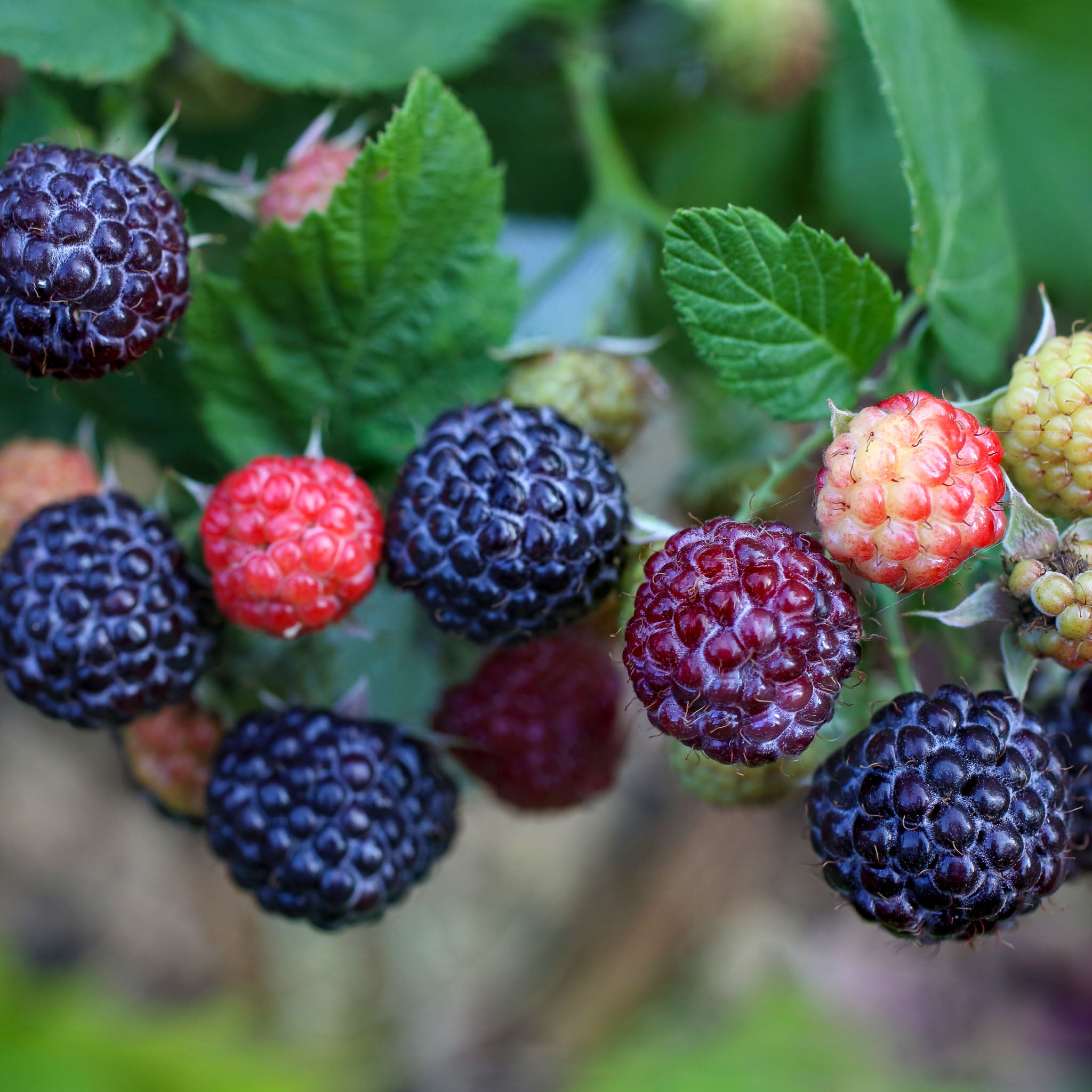 Himbeere 'Black Jewel'