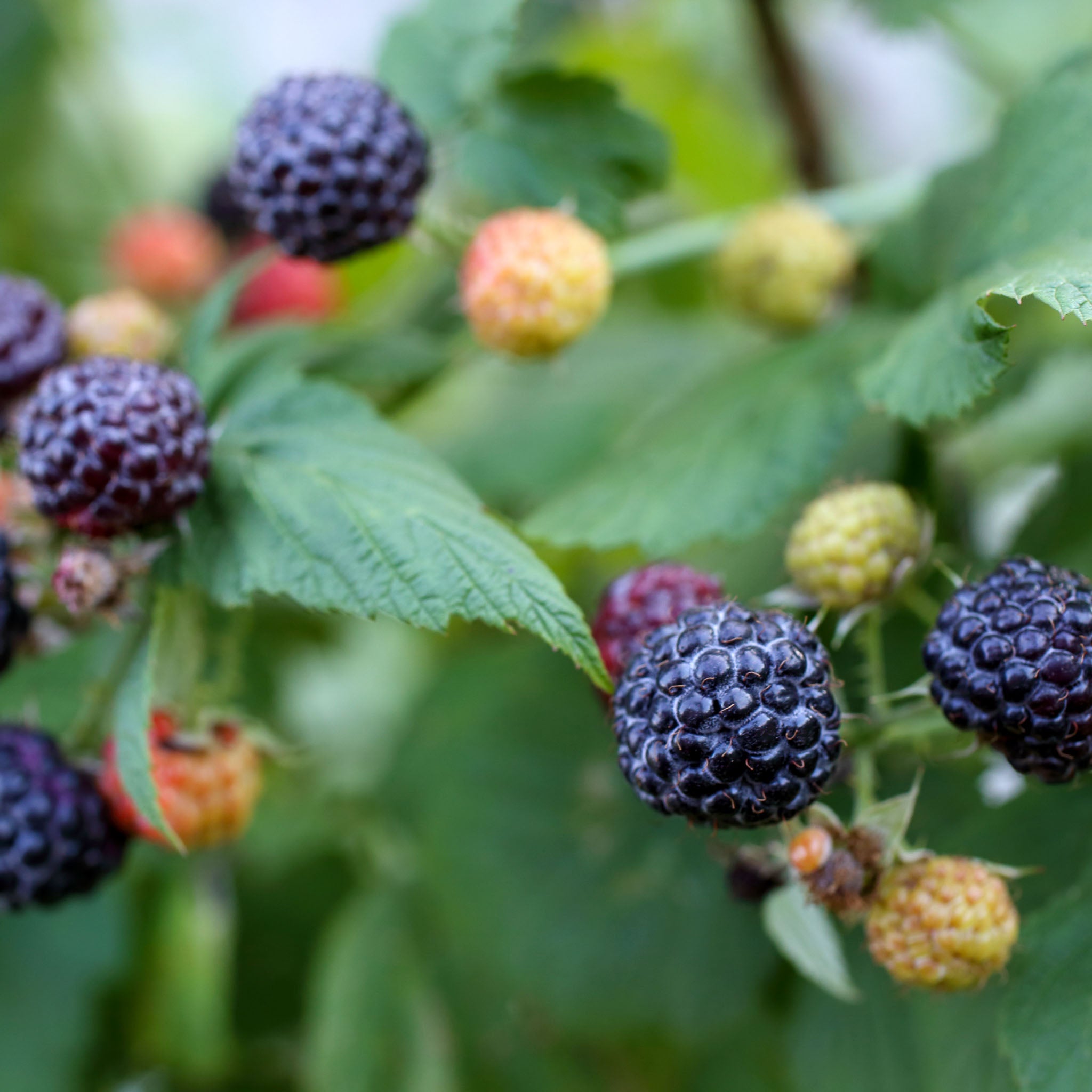Himbeere 'Black Jewel'