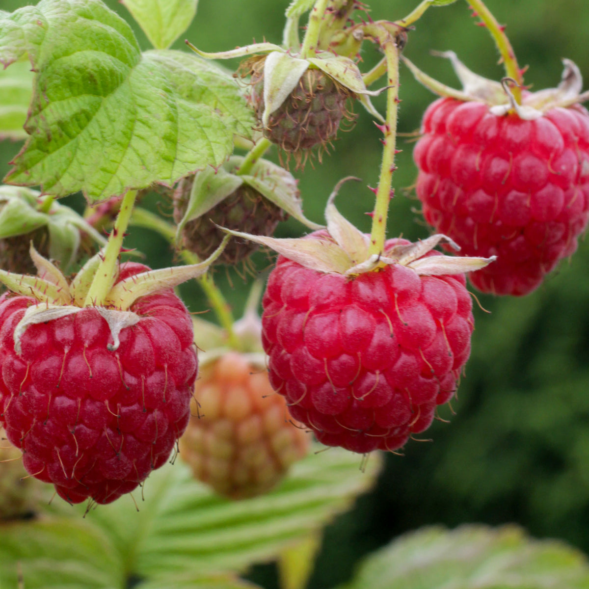 Sommerhimbeere 'Glen Ample'