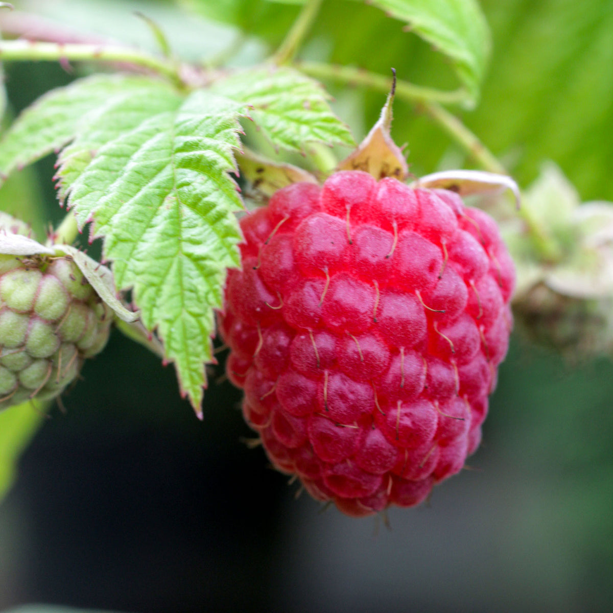 Sommerhimbeere 'Glen Ample'