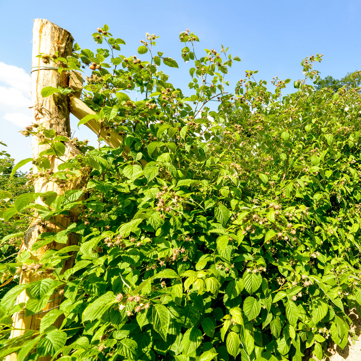 Sommerhimbeere 'Glen Ample'