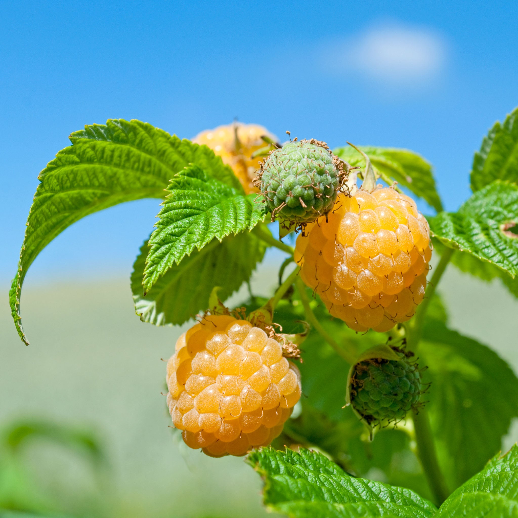 Himbeere 'Golden Everest'