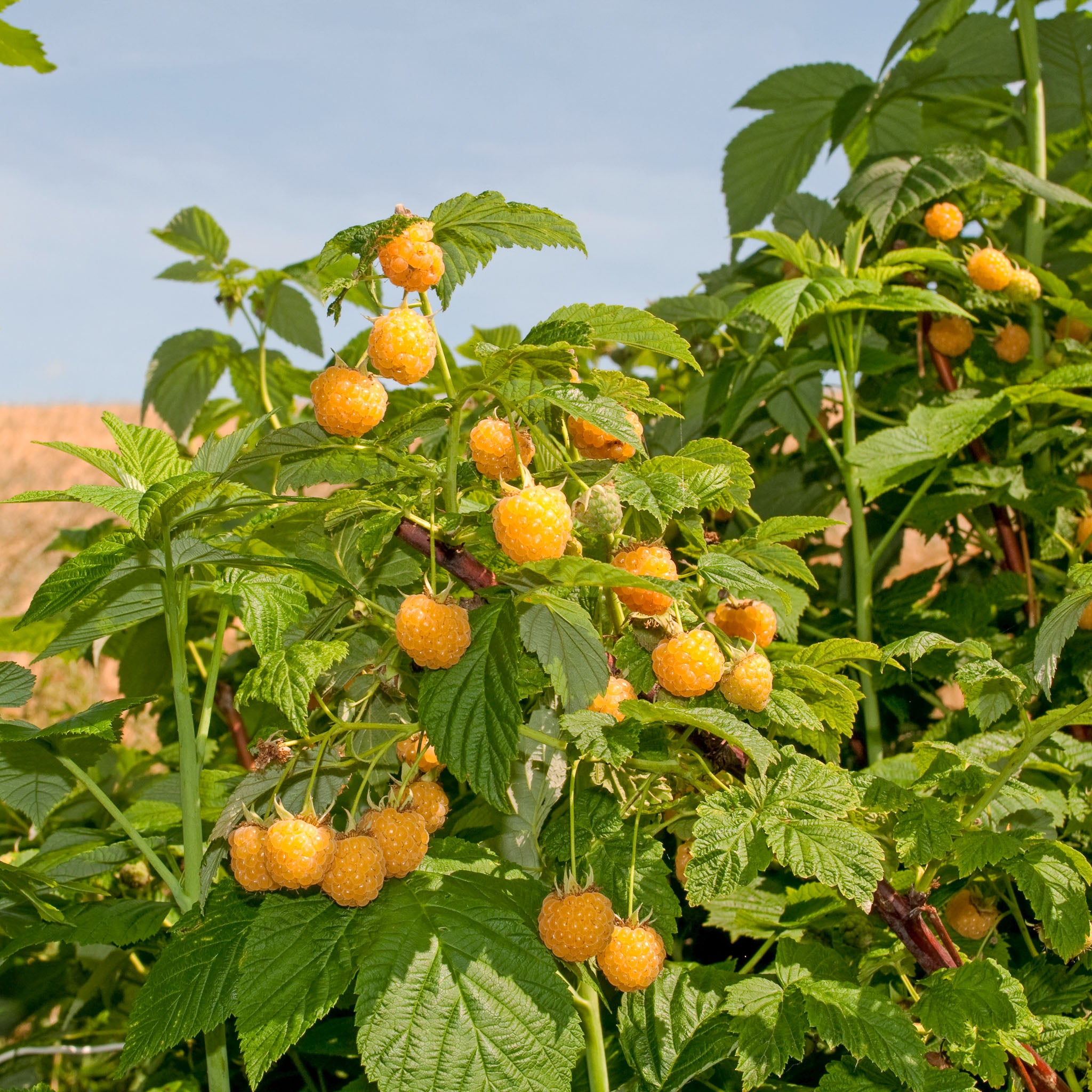 Himbeere 'Golden Everest'