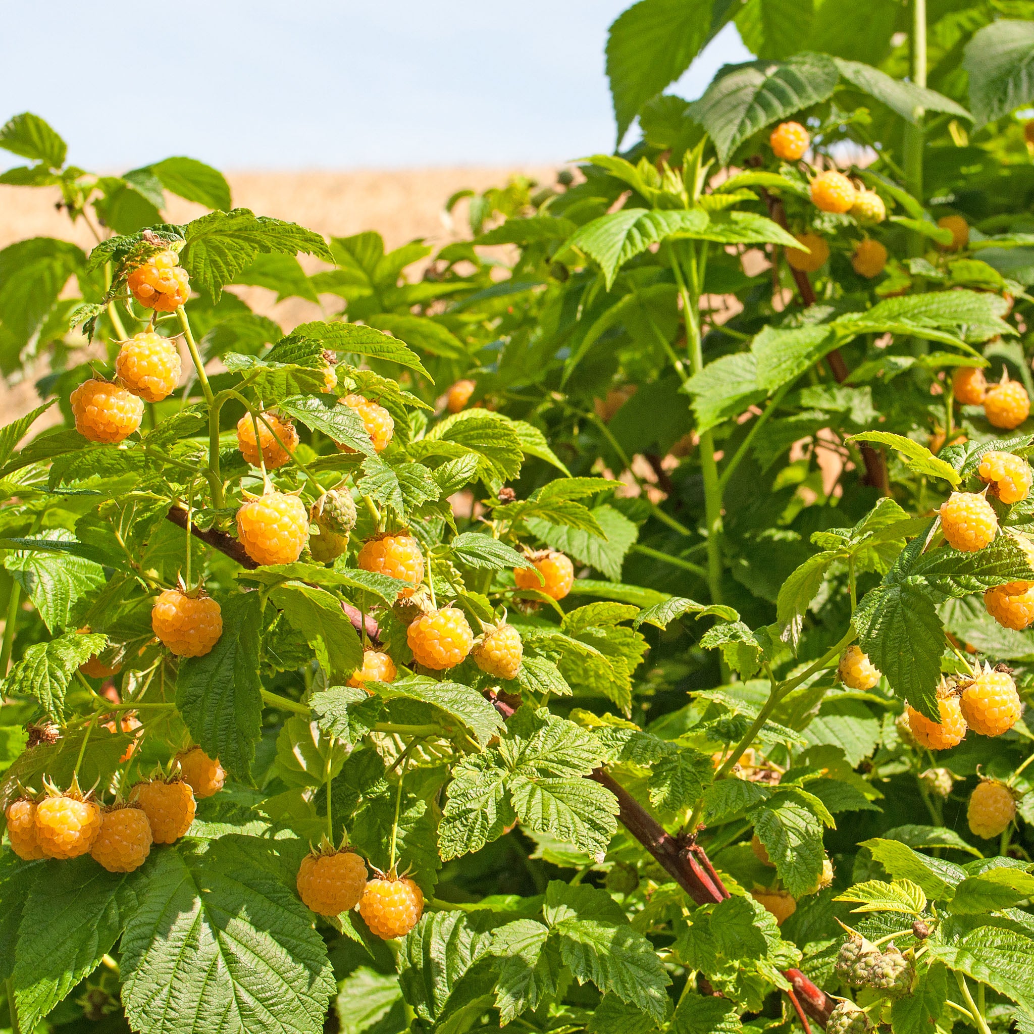Himbeere 'Golden Everest'