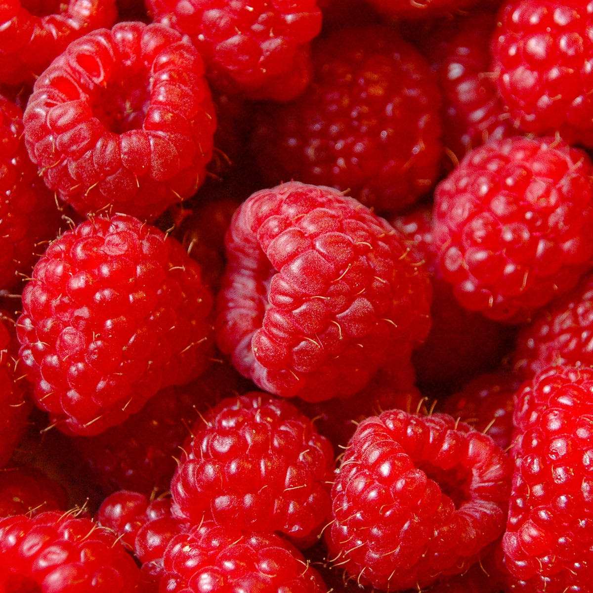 Sommerhimbeere 'Malling Promise'