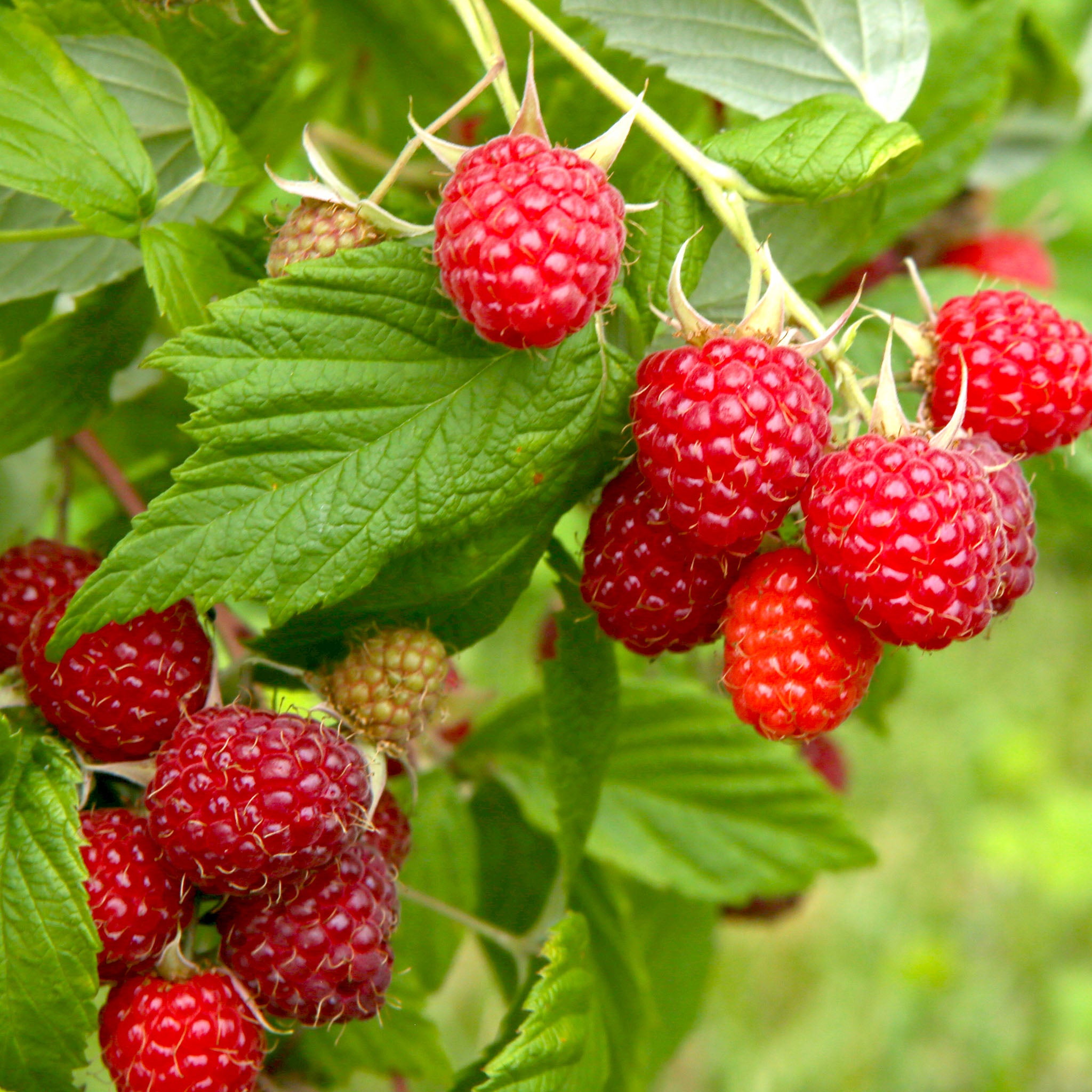 Himbeere 'Meeker'