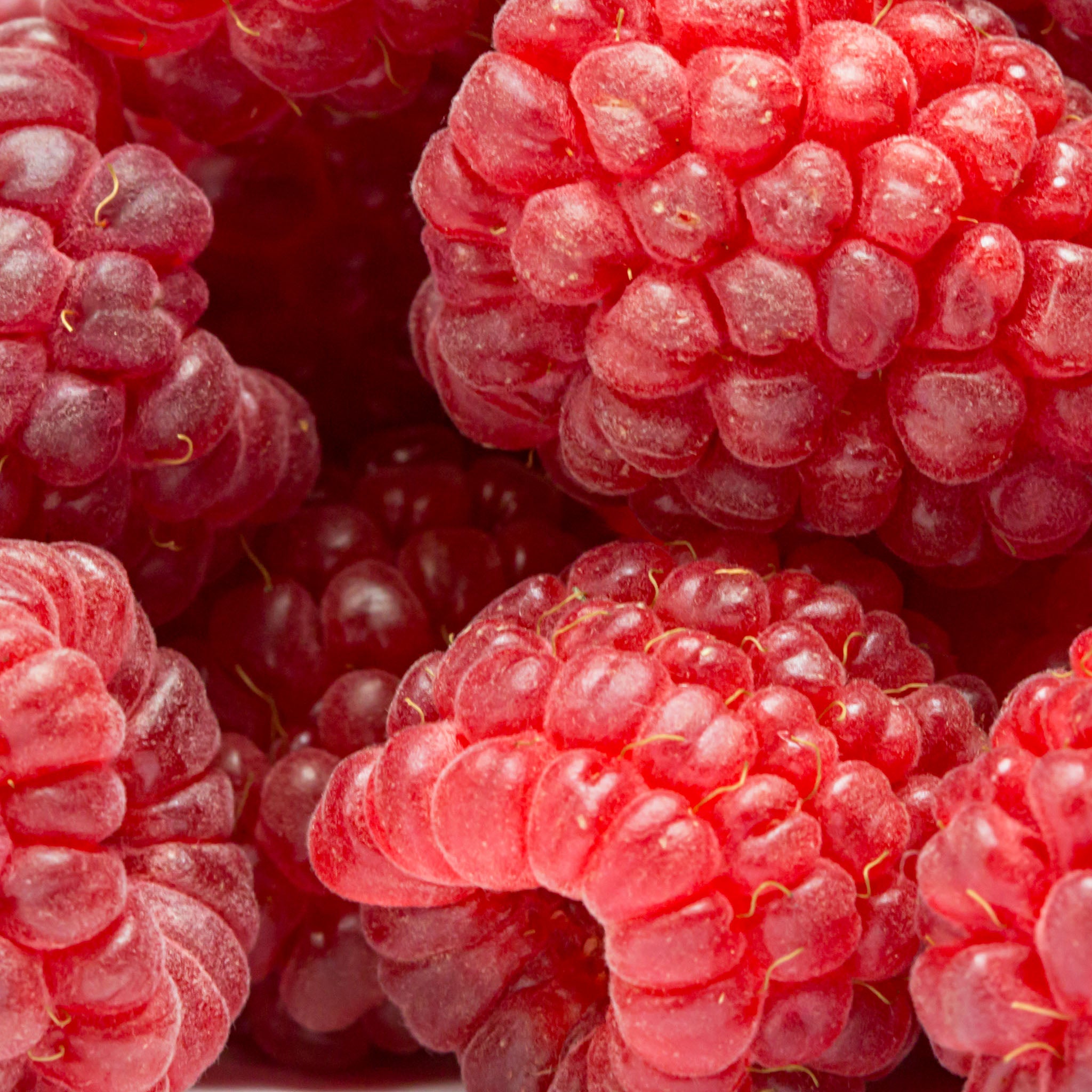 Himbeere 'Meeker'