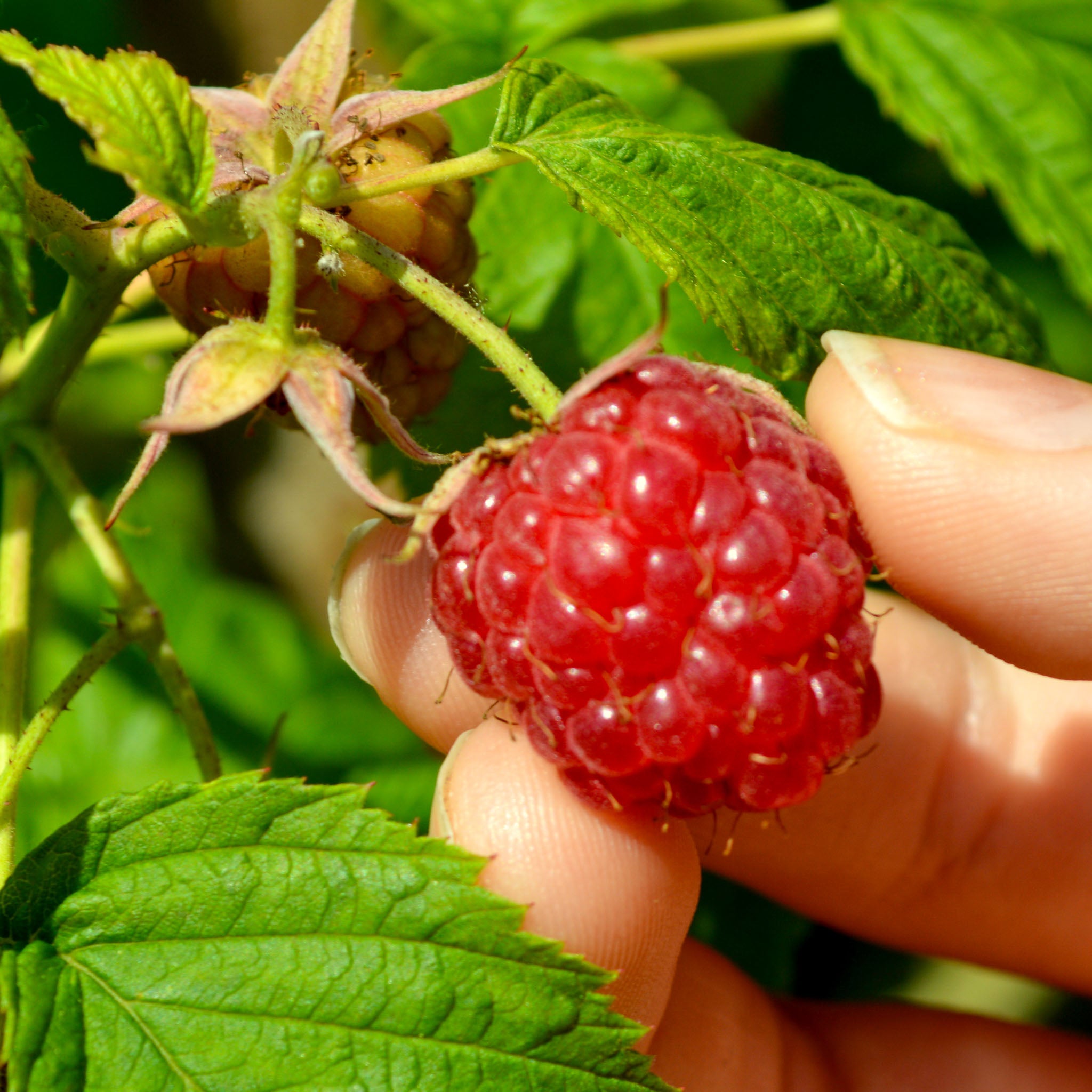 Himbeere 'Meeker'