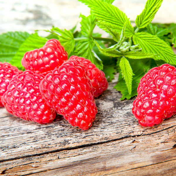 Rot · 'Sugana®' — intensiv aromatisch
