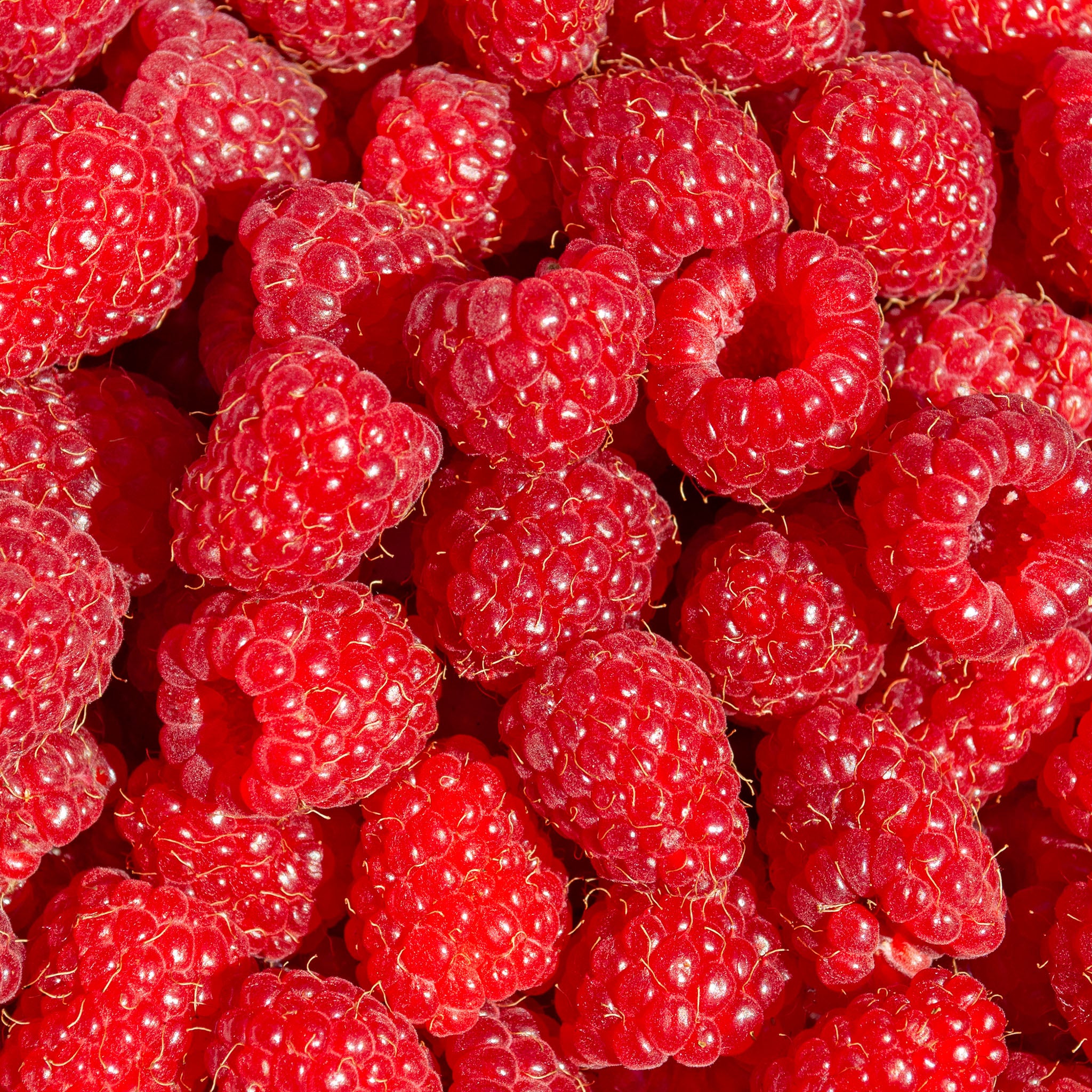 Himbeere 'TulaMagic®'