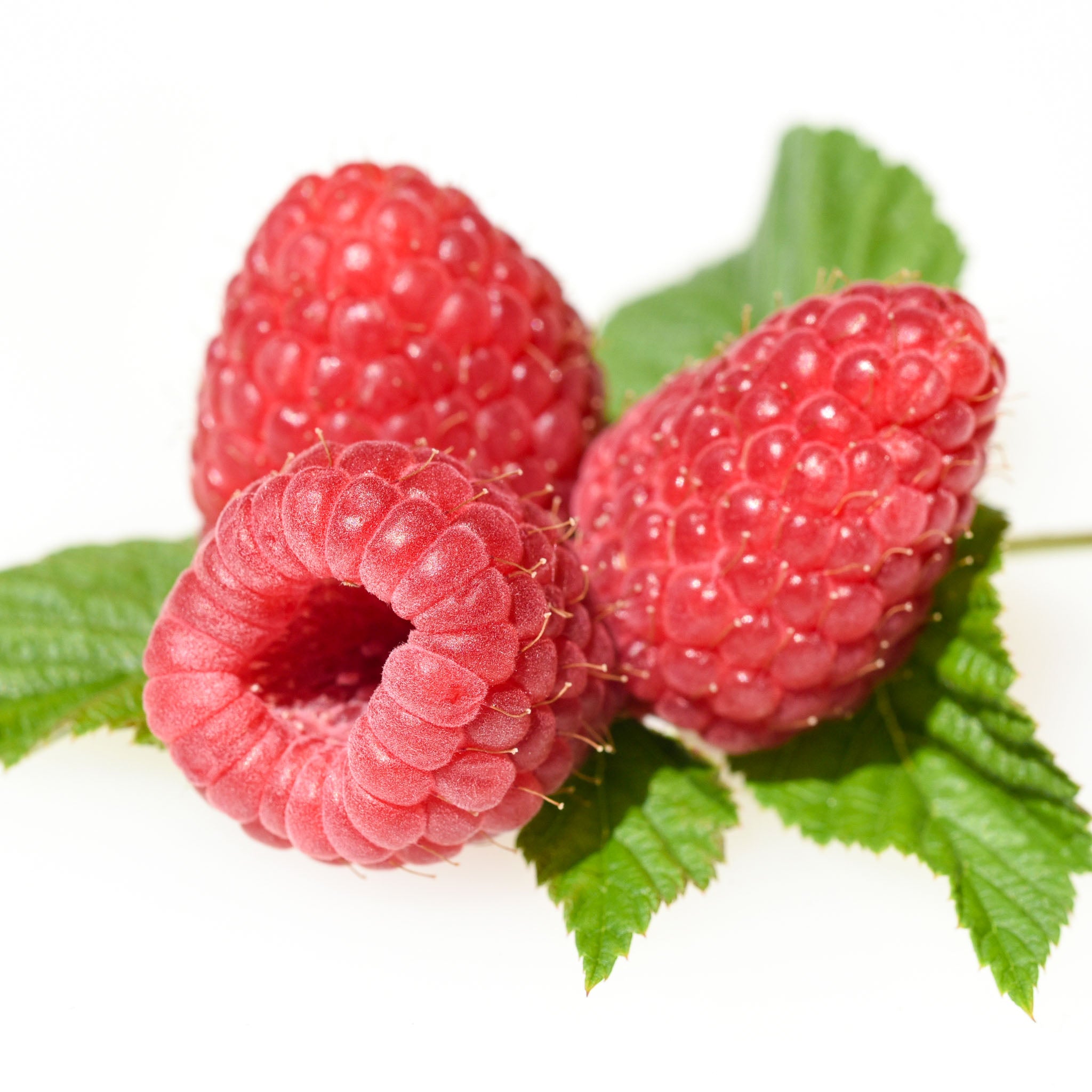 Himbeere 'Tulameen'
