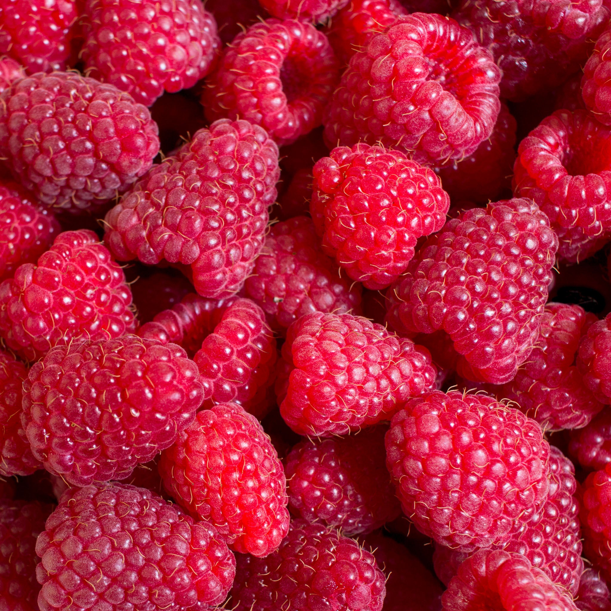 Himbeere 'Zefa Nova®'