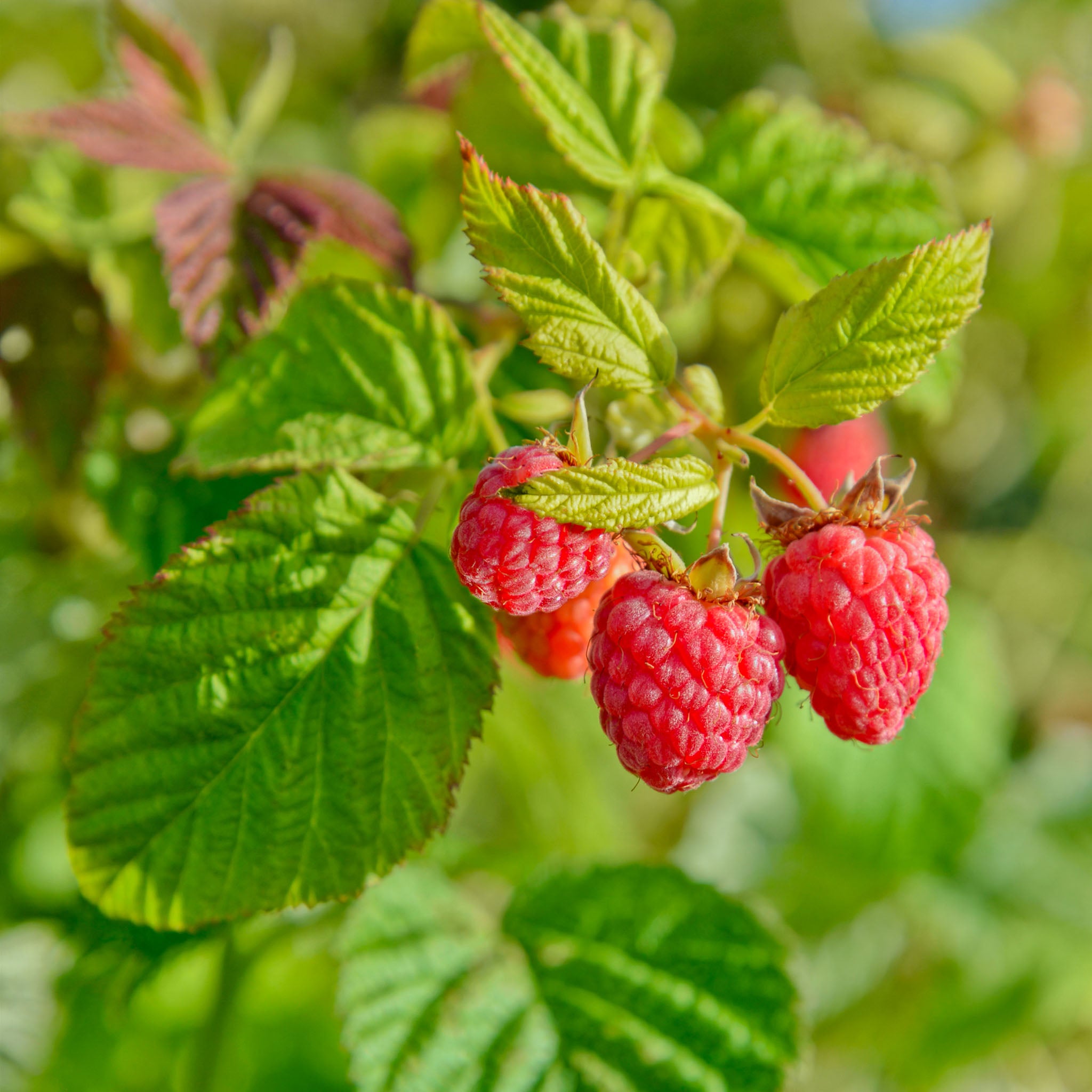 Himbeere 'Zefa Nova®'
