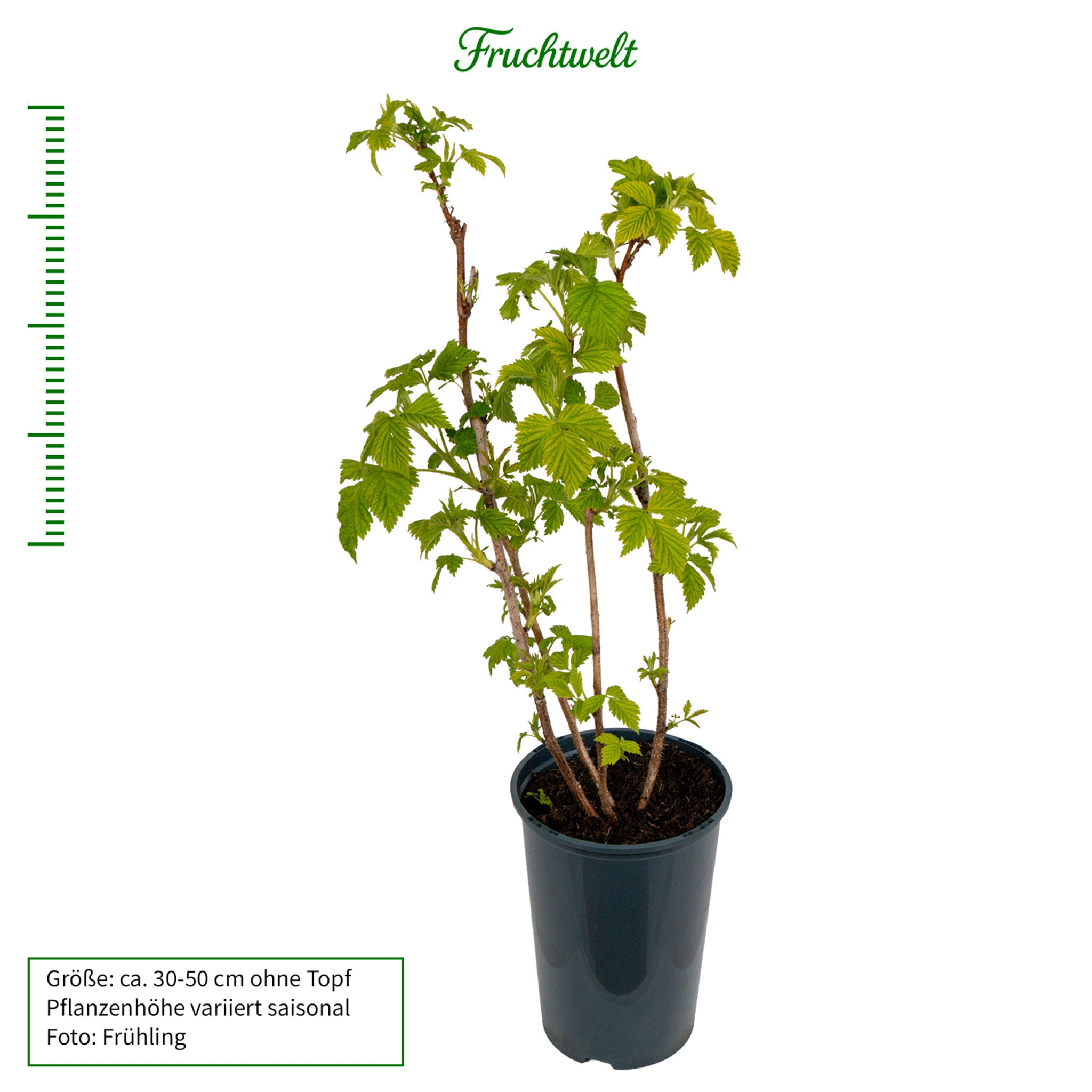 Himbeere 'Zefa Nova®'