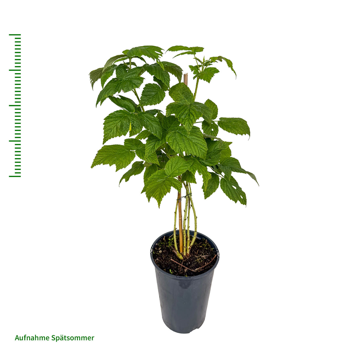 Himbeere 'Zefa Nova®'