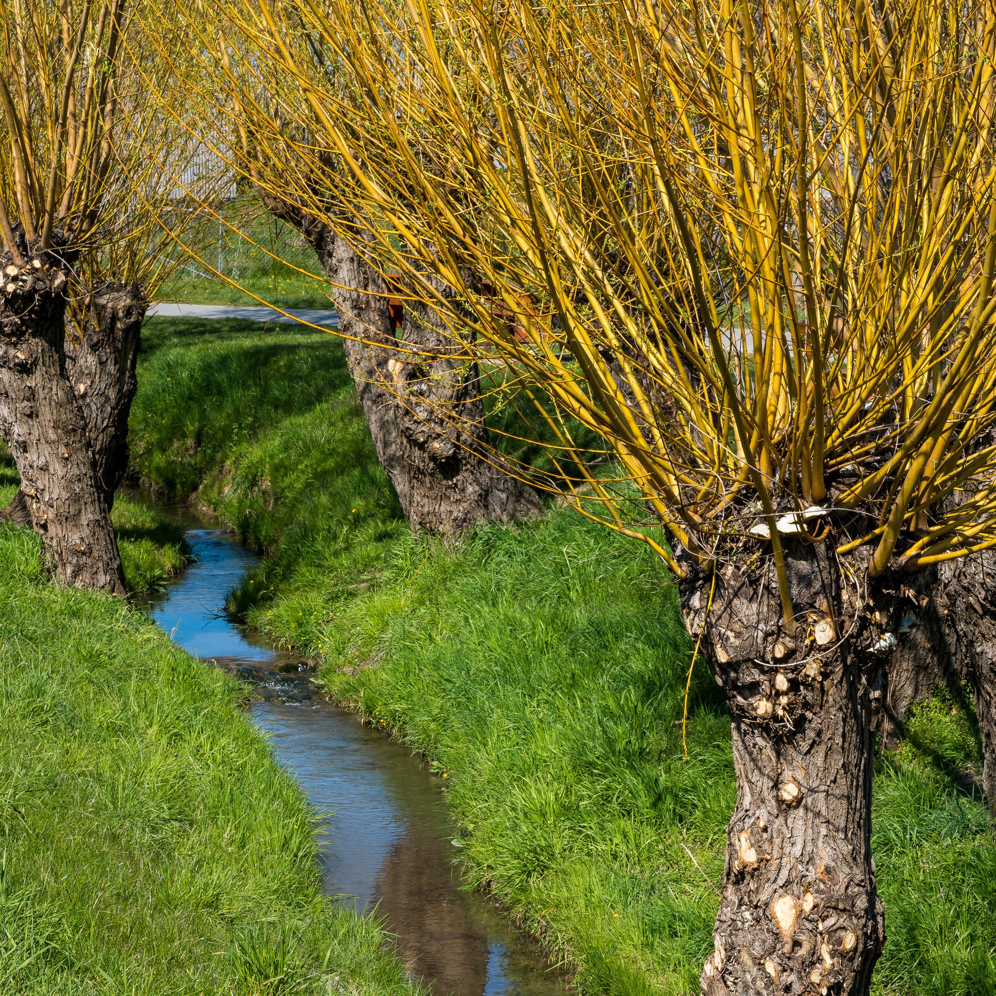 Korbweide