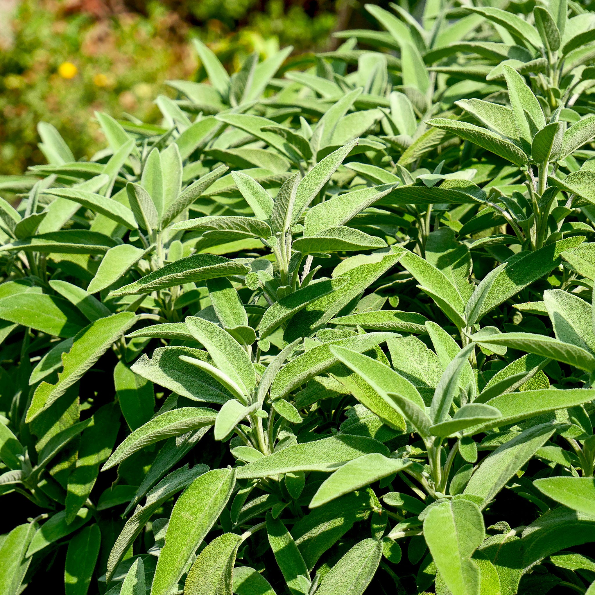 Salbei 'Maxima'