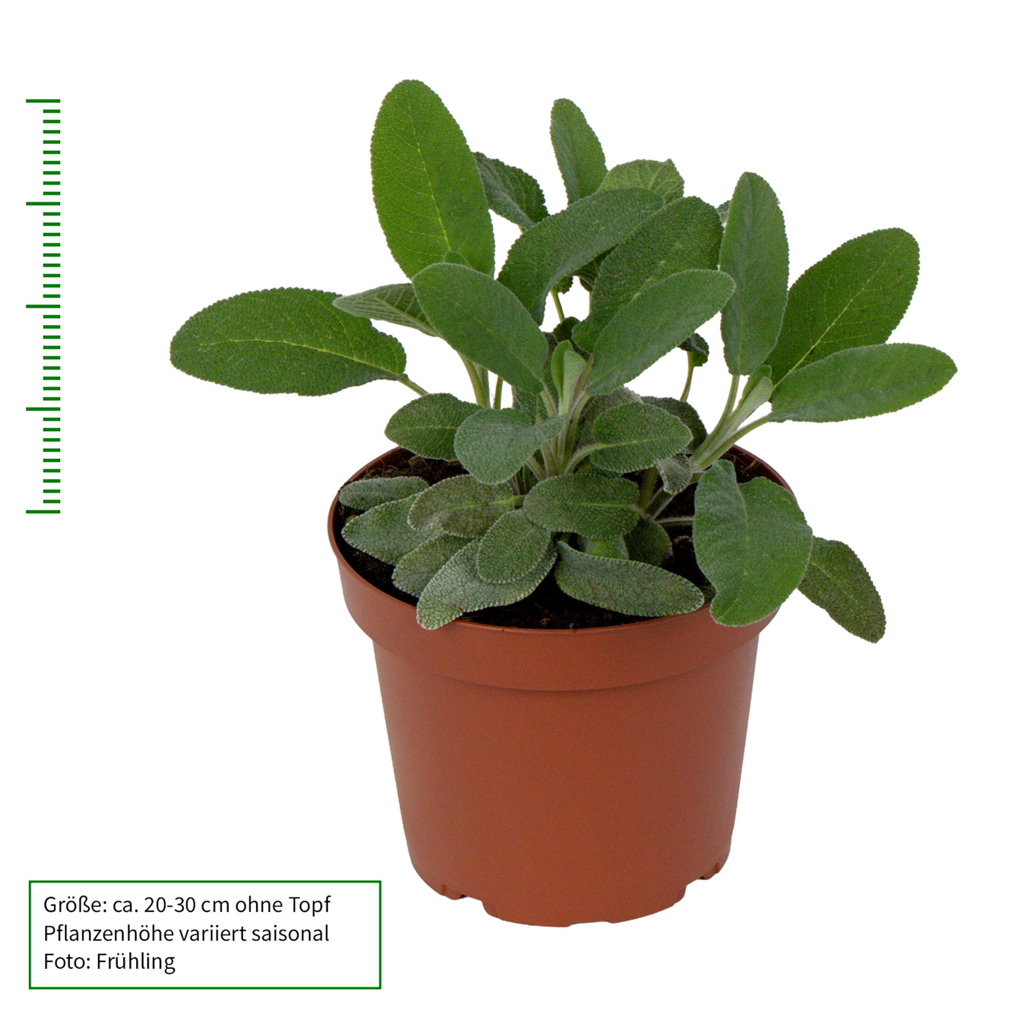 Salbei 'Maxima'