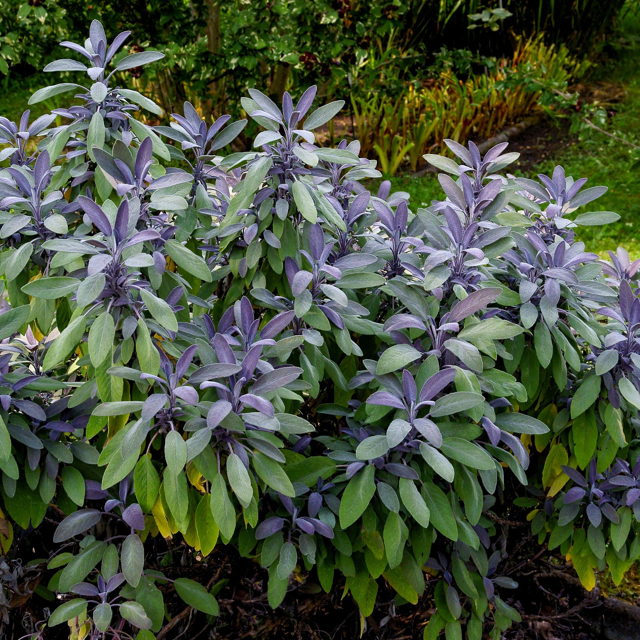 Salbei 'Purpurea'