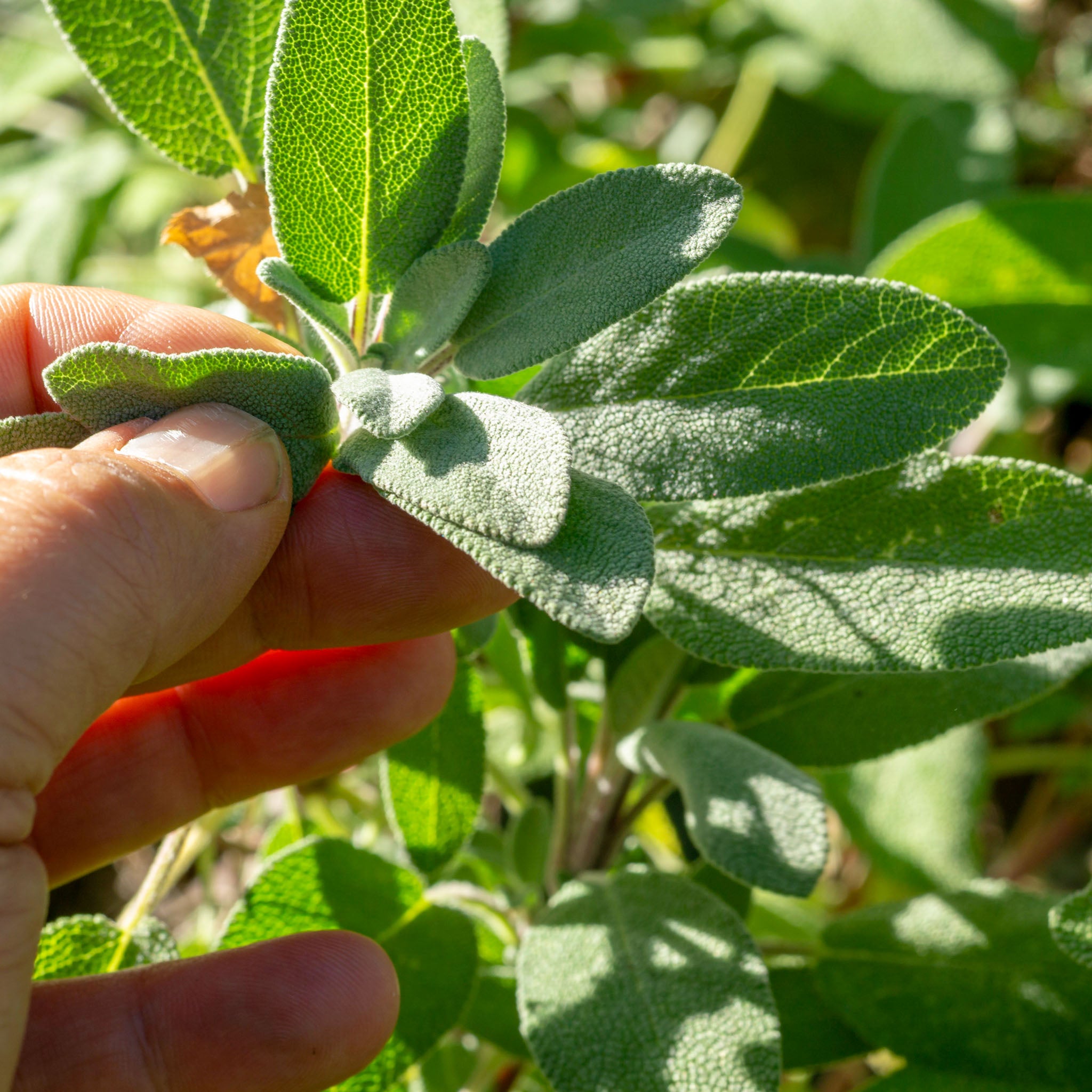 Echter Salbei