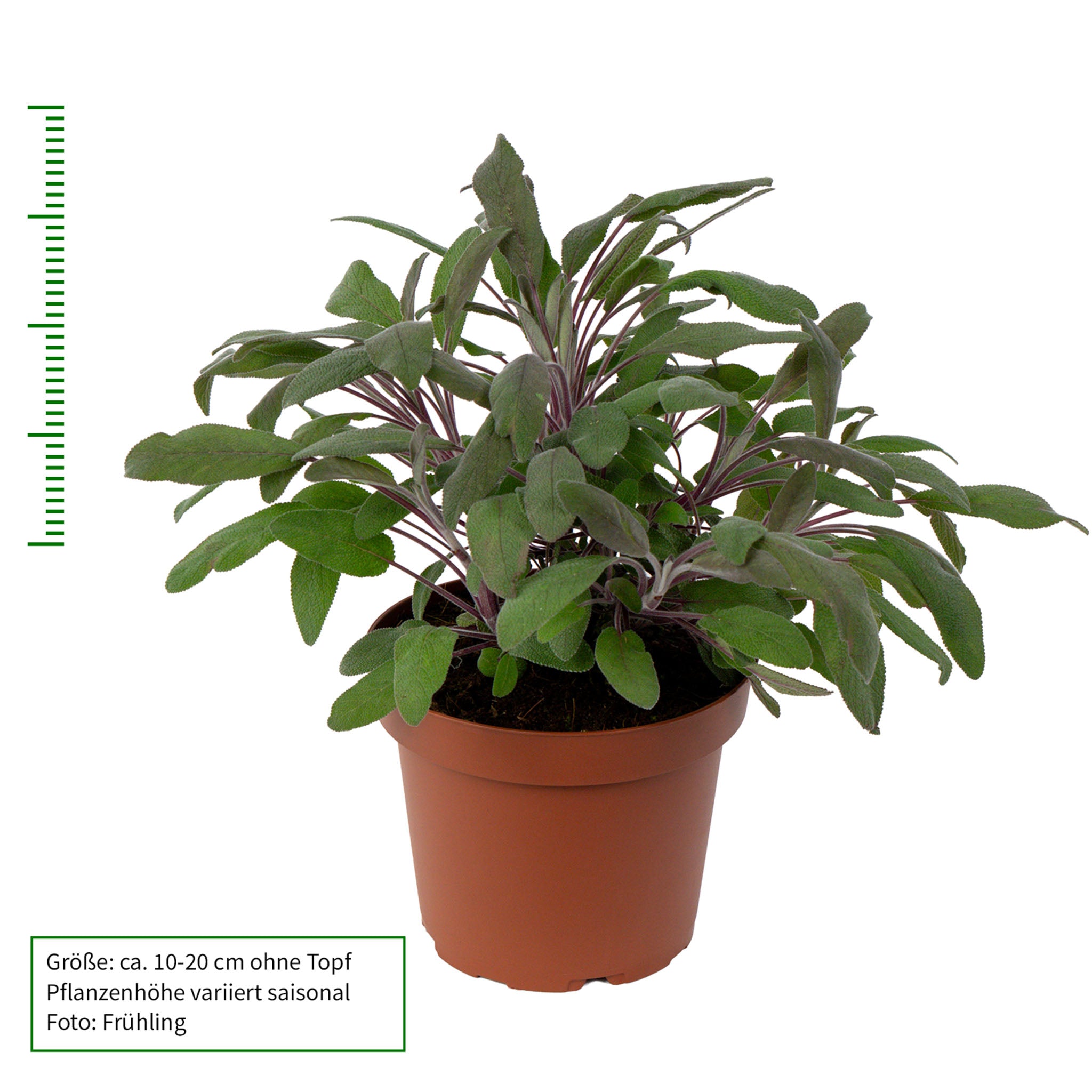 Salbei 'Purpurea'