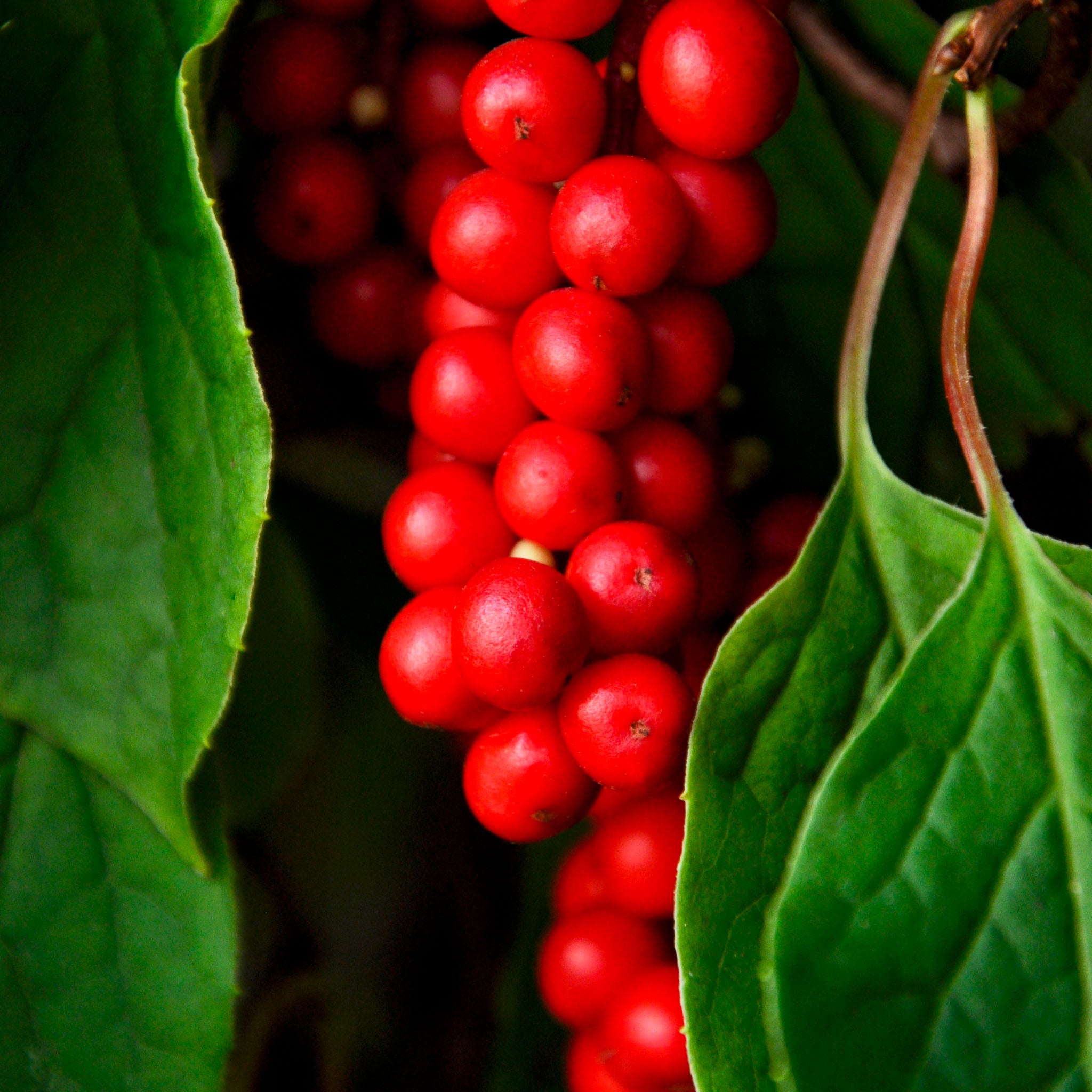 Schisandra 'Sadova Nr. 1'