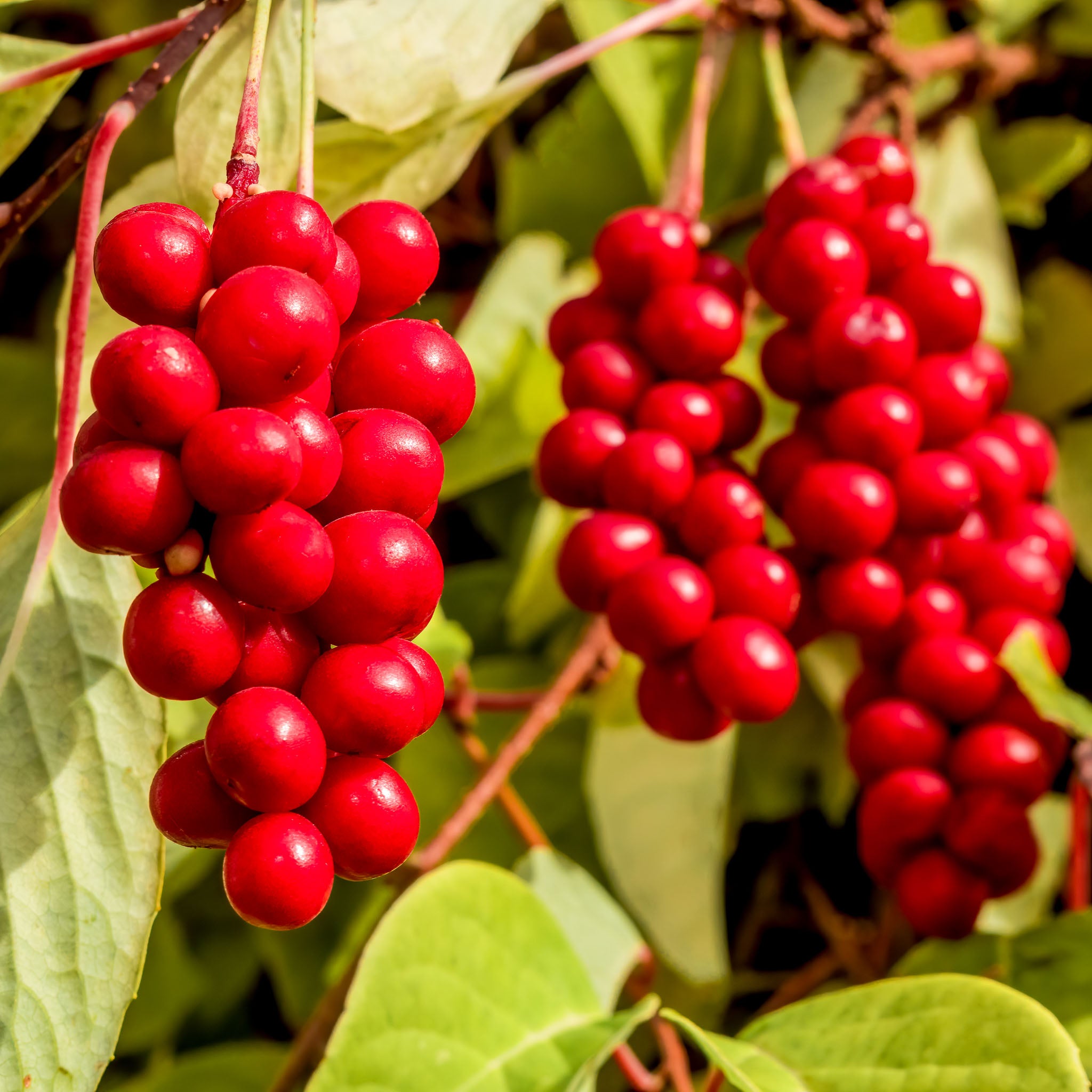 Schisandra 'Sadova Nr. 1'
