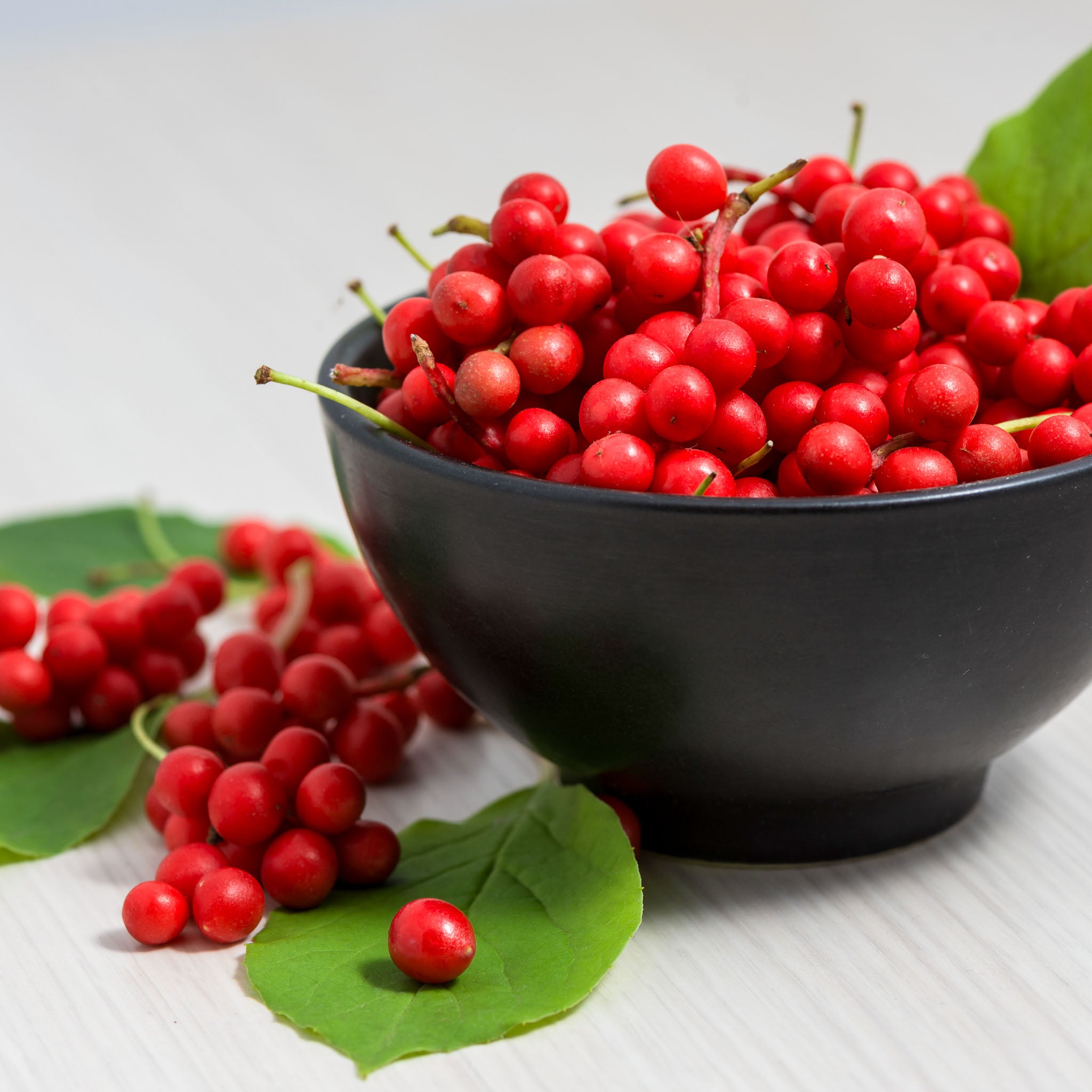 Schisandra 'Sadova Nr. 1'