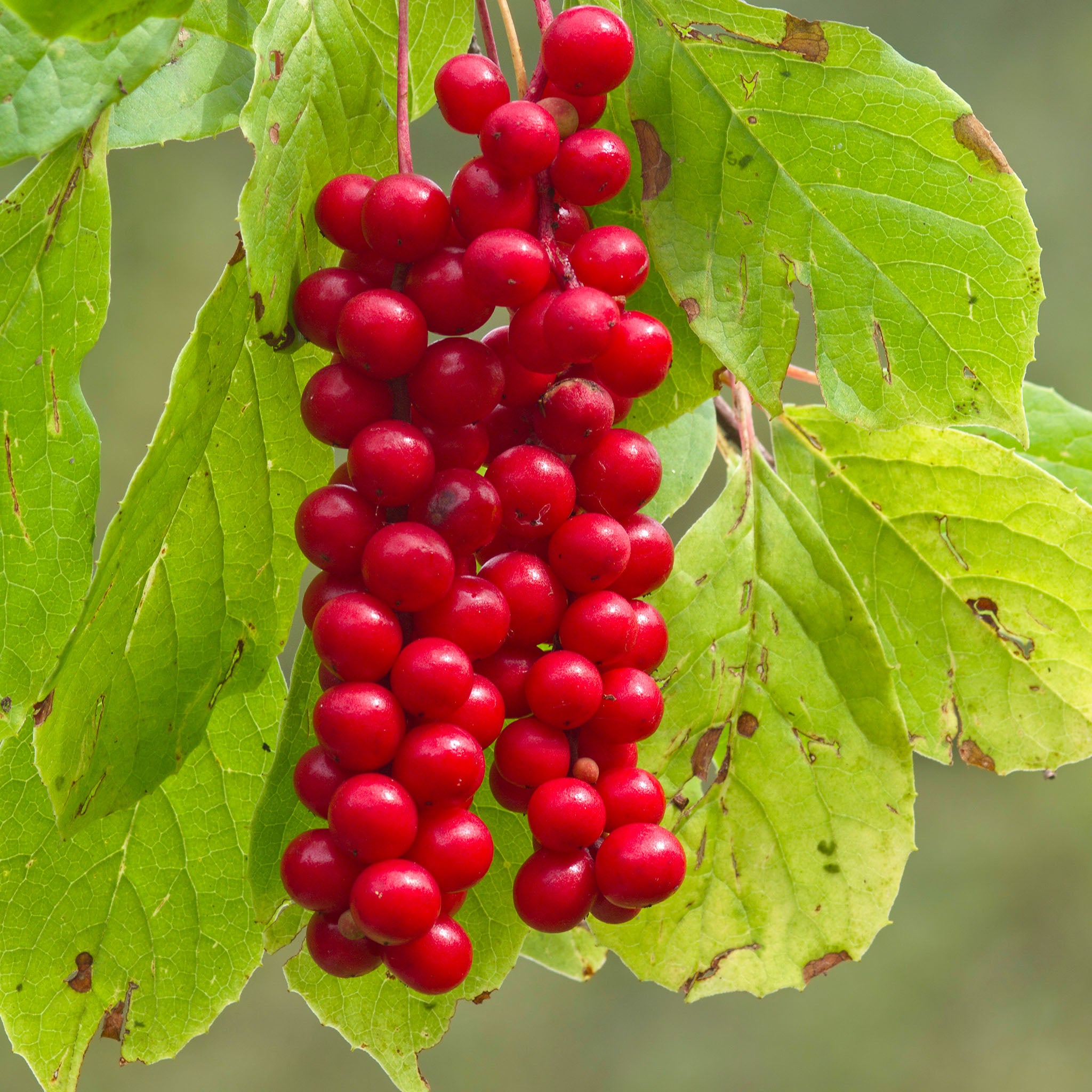 Schisandra 'Sadova Nr. 1'