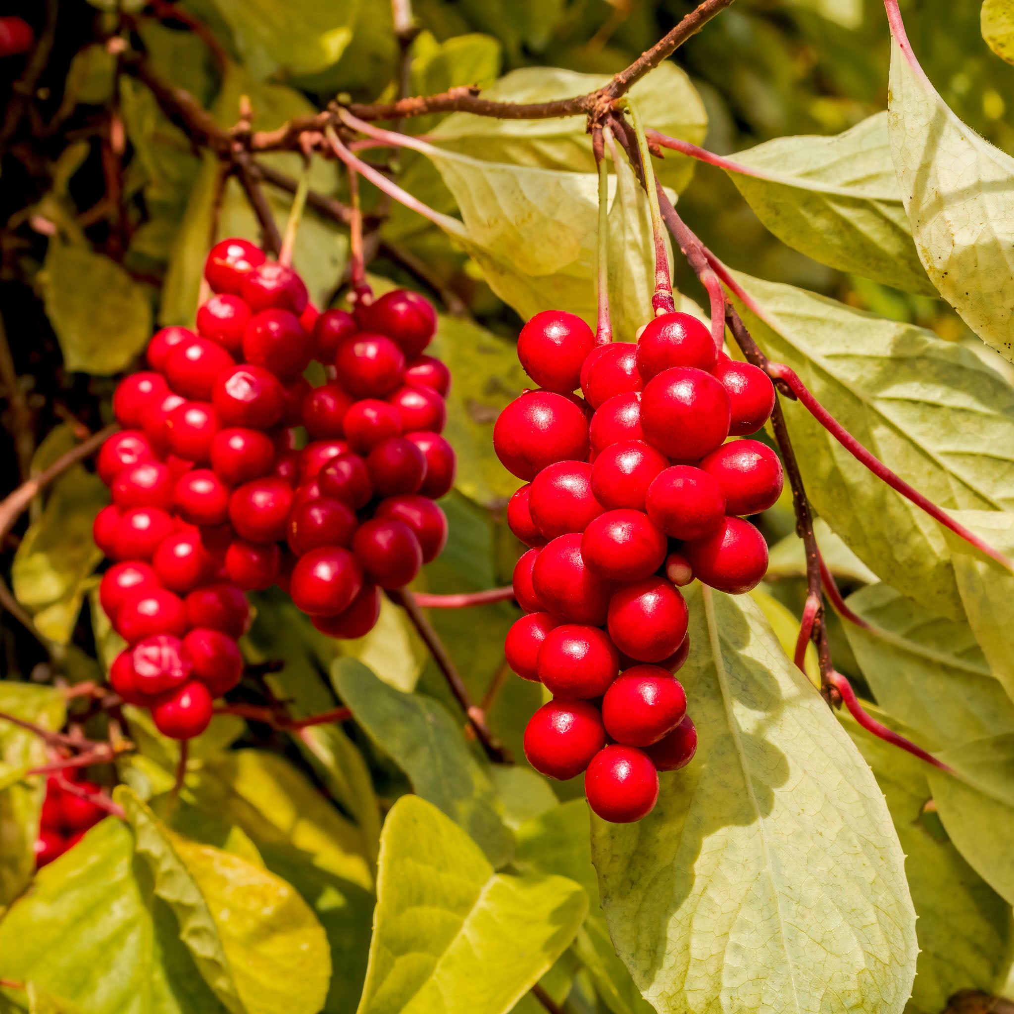 Schisandra 'Sadova Nr. 1'