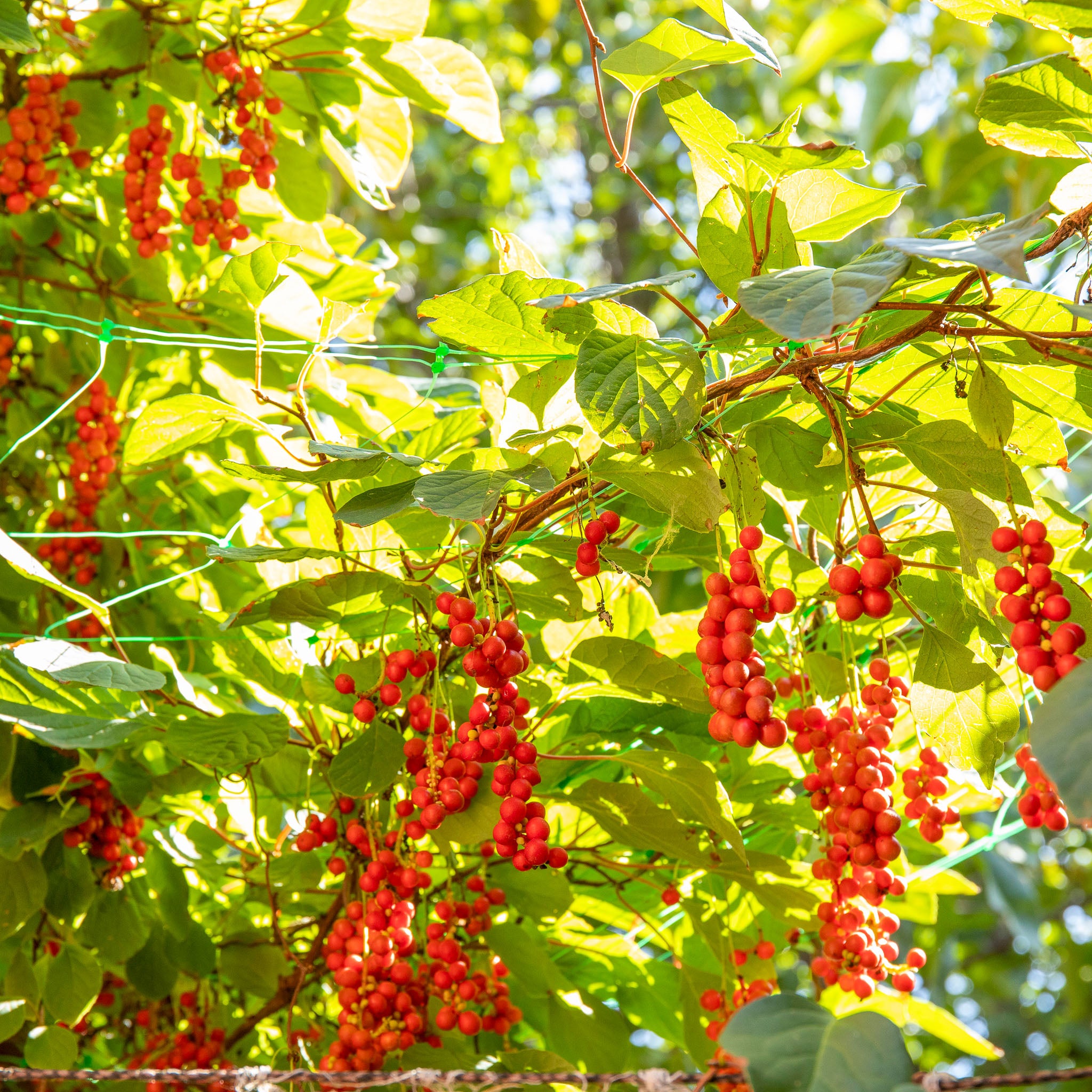 Schisandra 'Wildform'