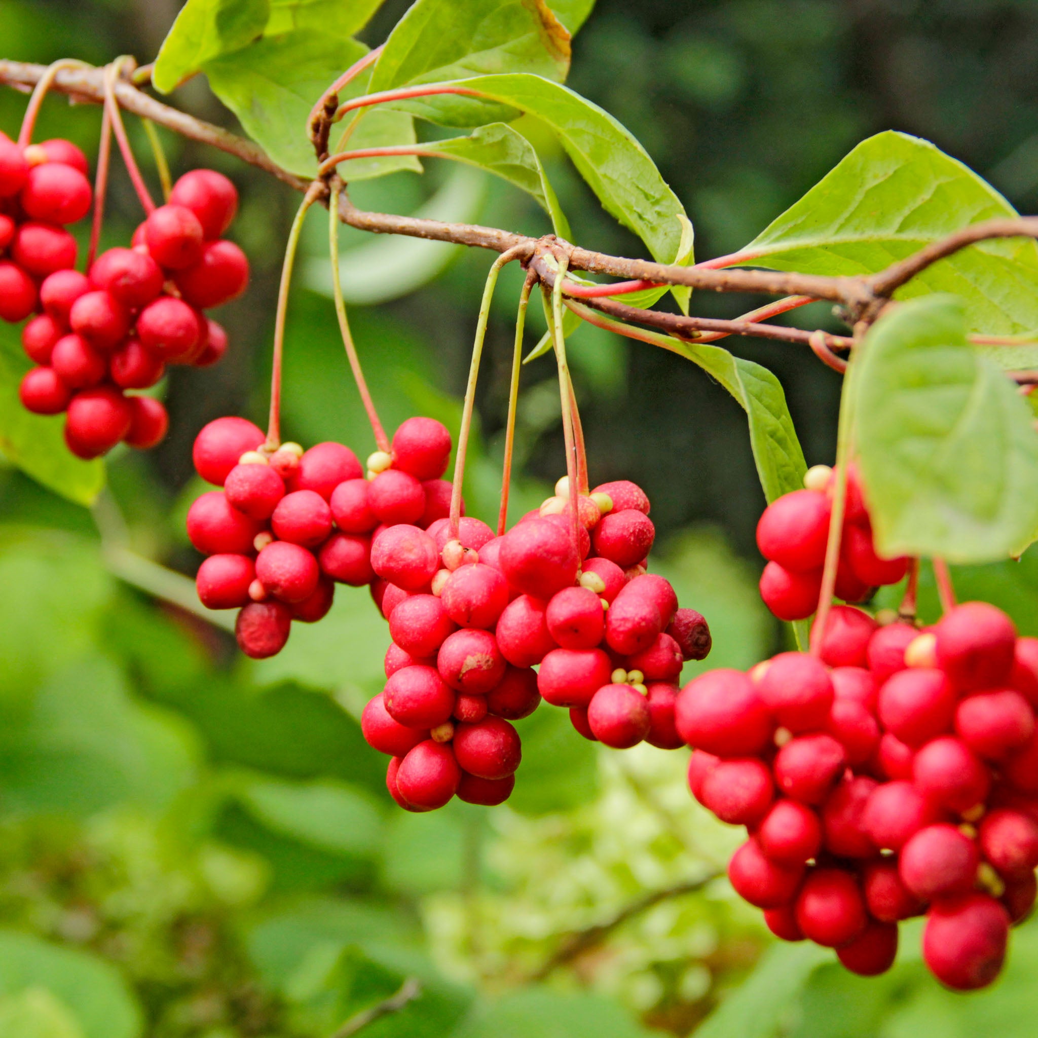 Schisandra 'Wildform'