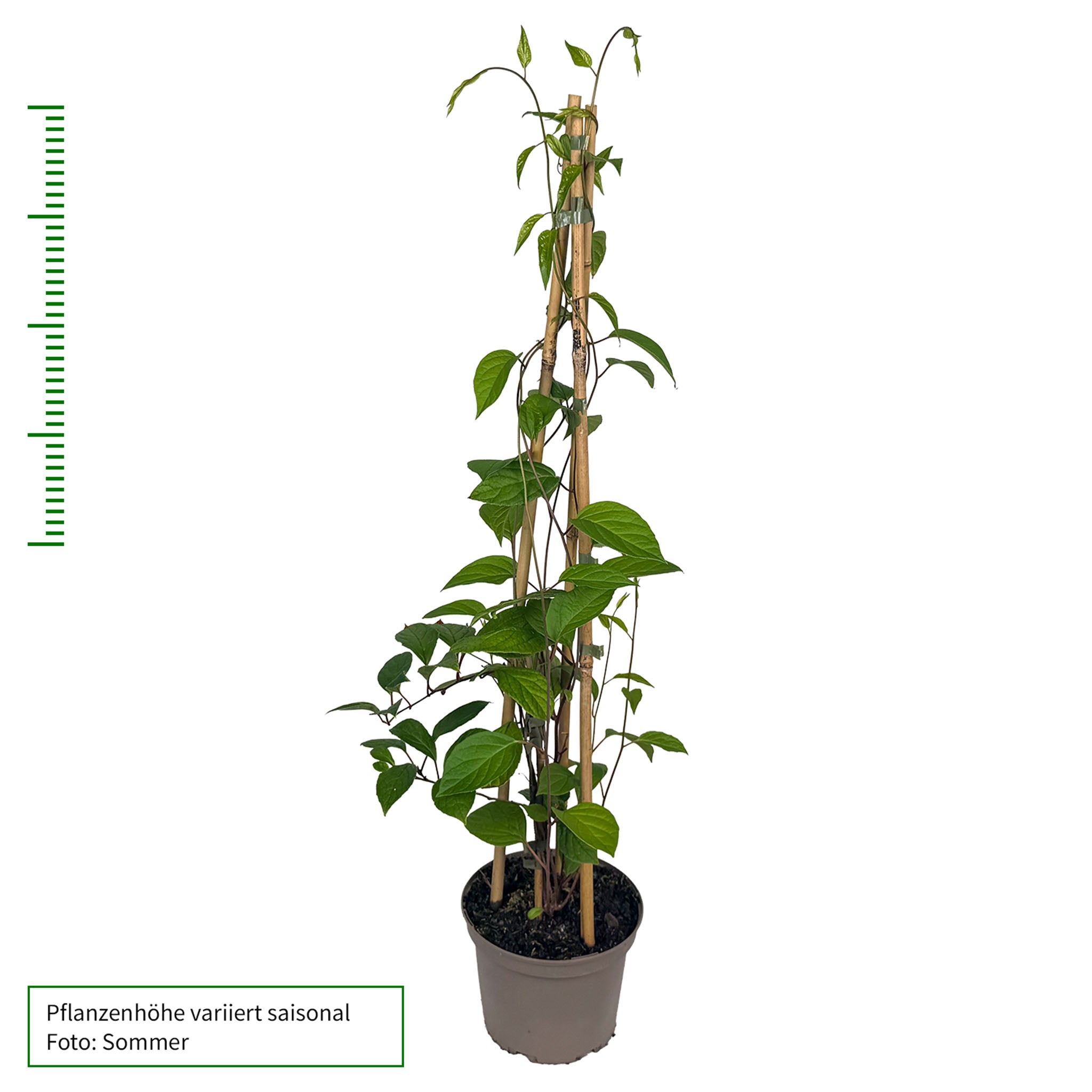 Schisandra 'Wildform'