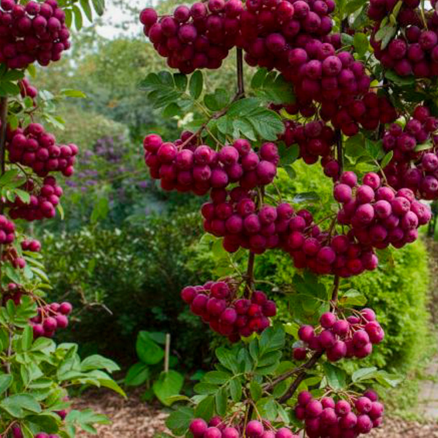 Sorbaronia 'Dessertnaja'