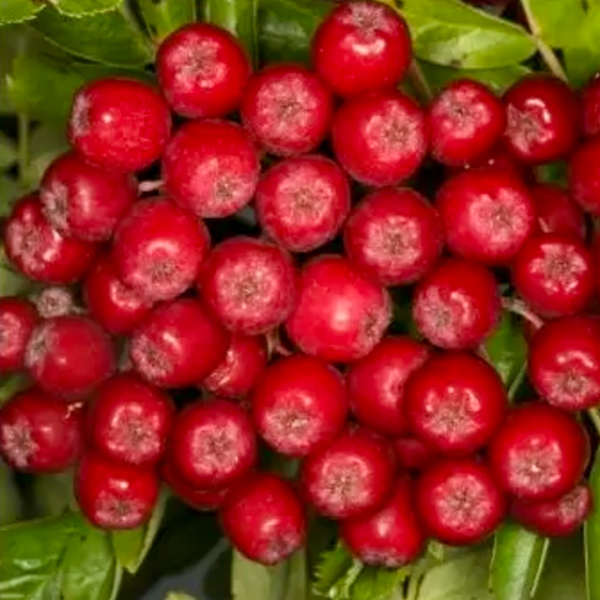 Shipova 'Rubinovaja'