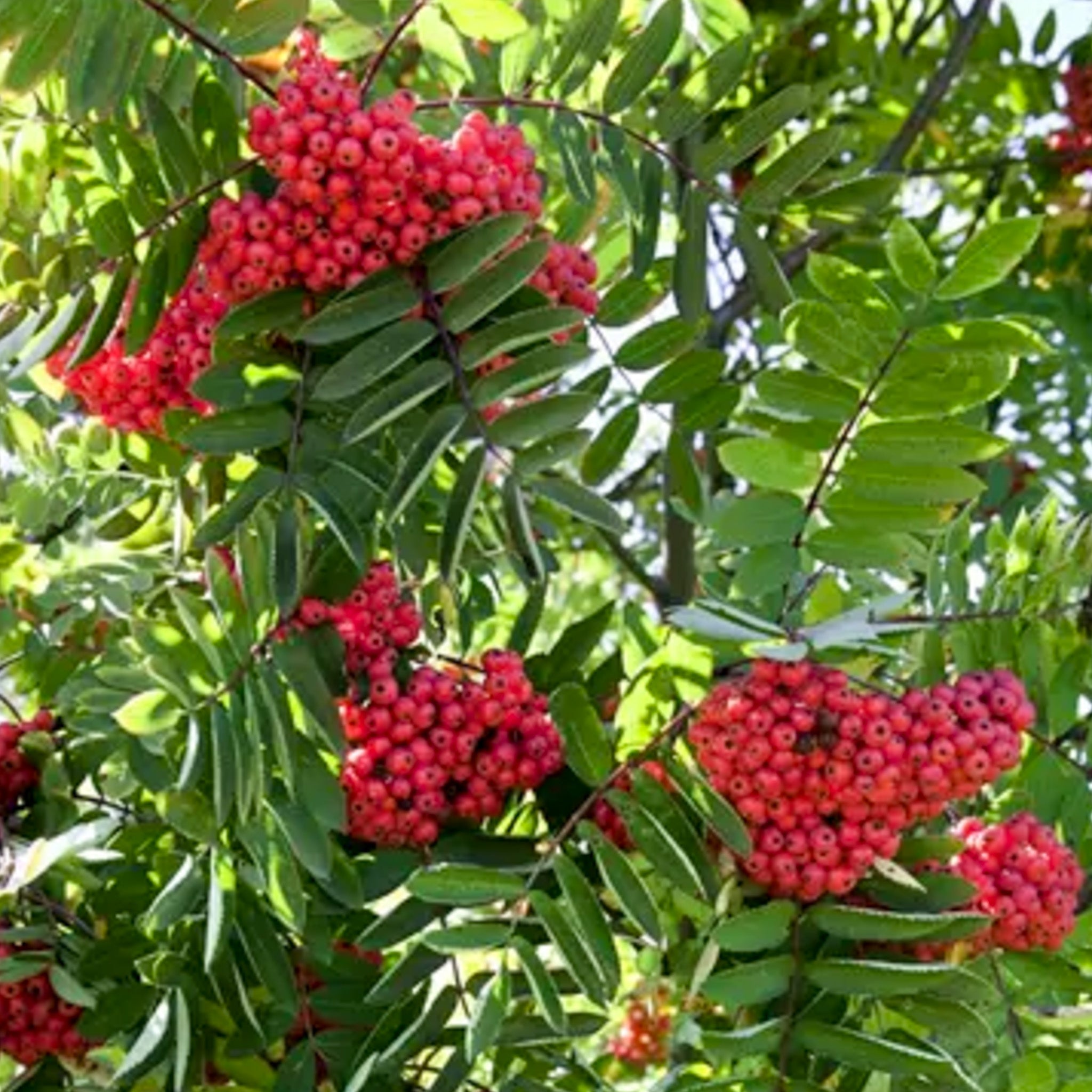 Shipova 'Rubinovaja'