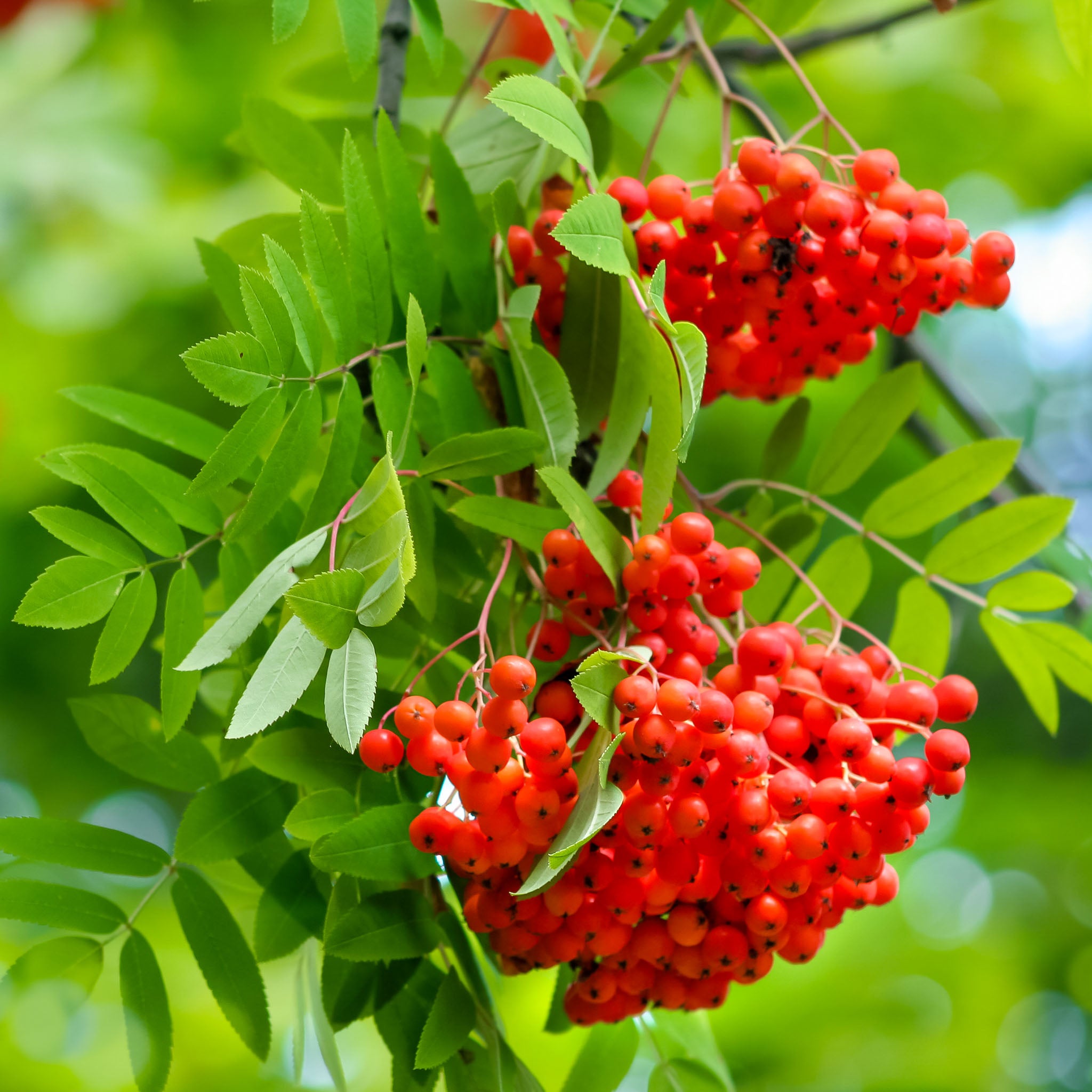 Eberesche 'Edulis'