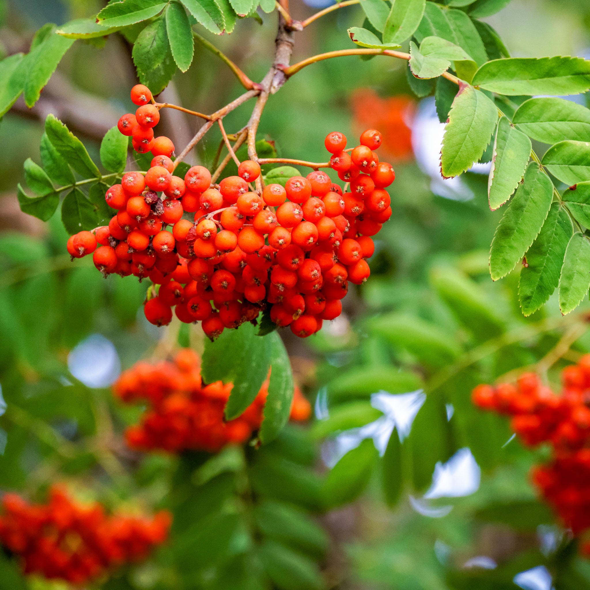 Eberesche 'Edulis'