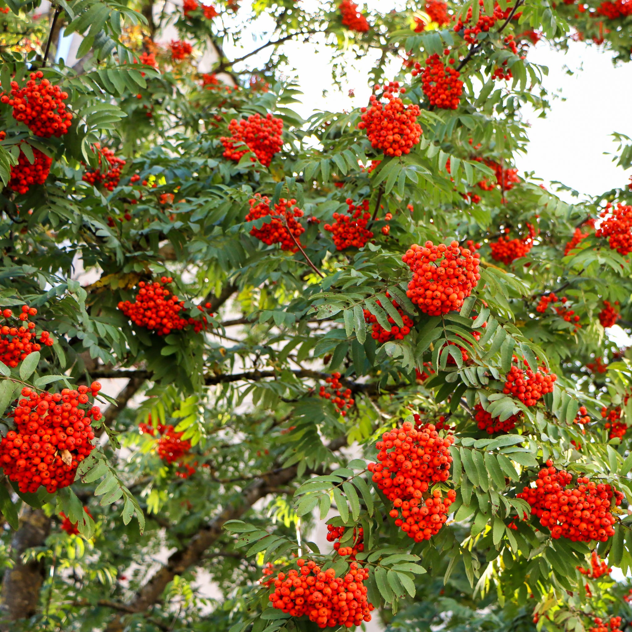 Eberesche 'Edulis'