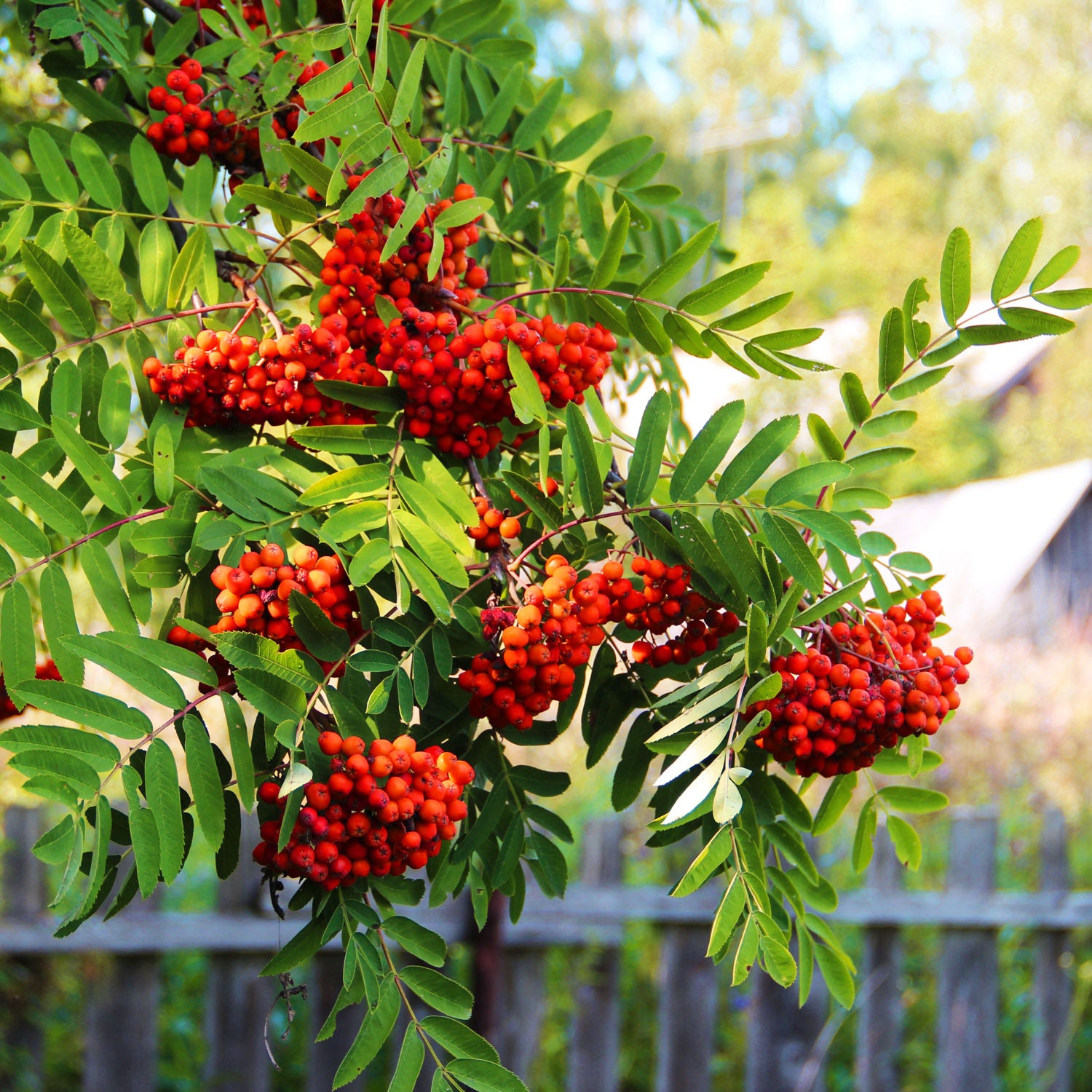 Eberesche 'Kubovaja'