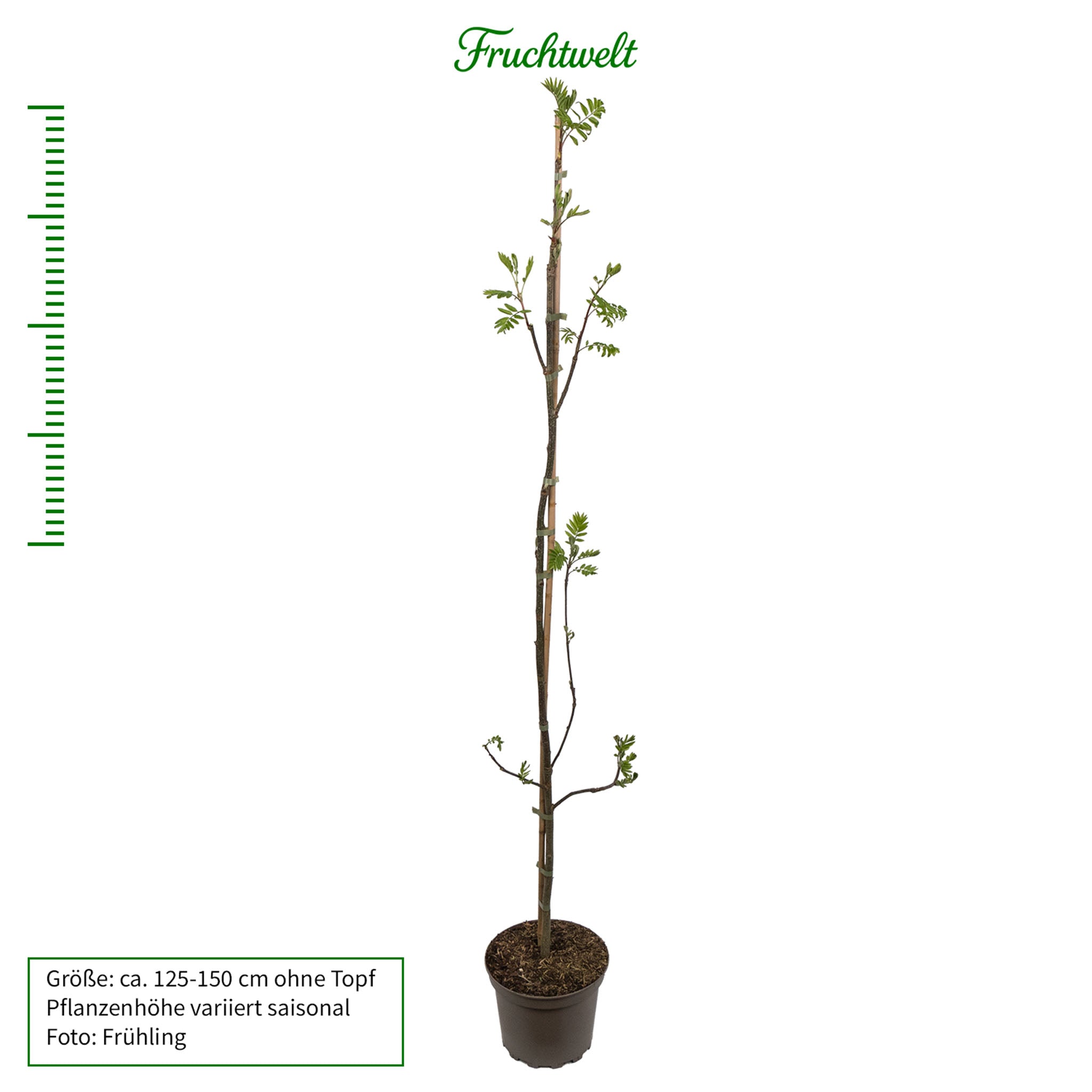 Eberesche 'Wildform' - Solitärbaum