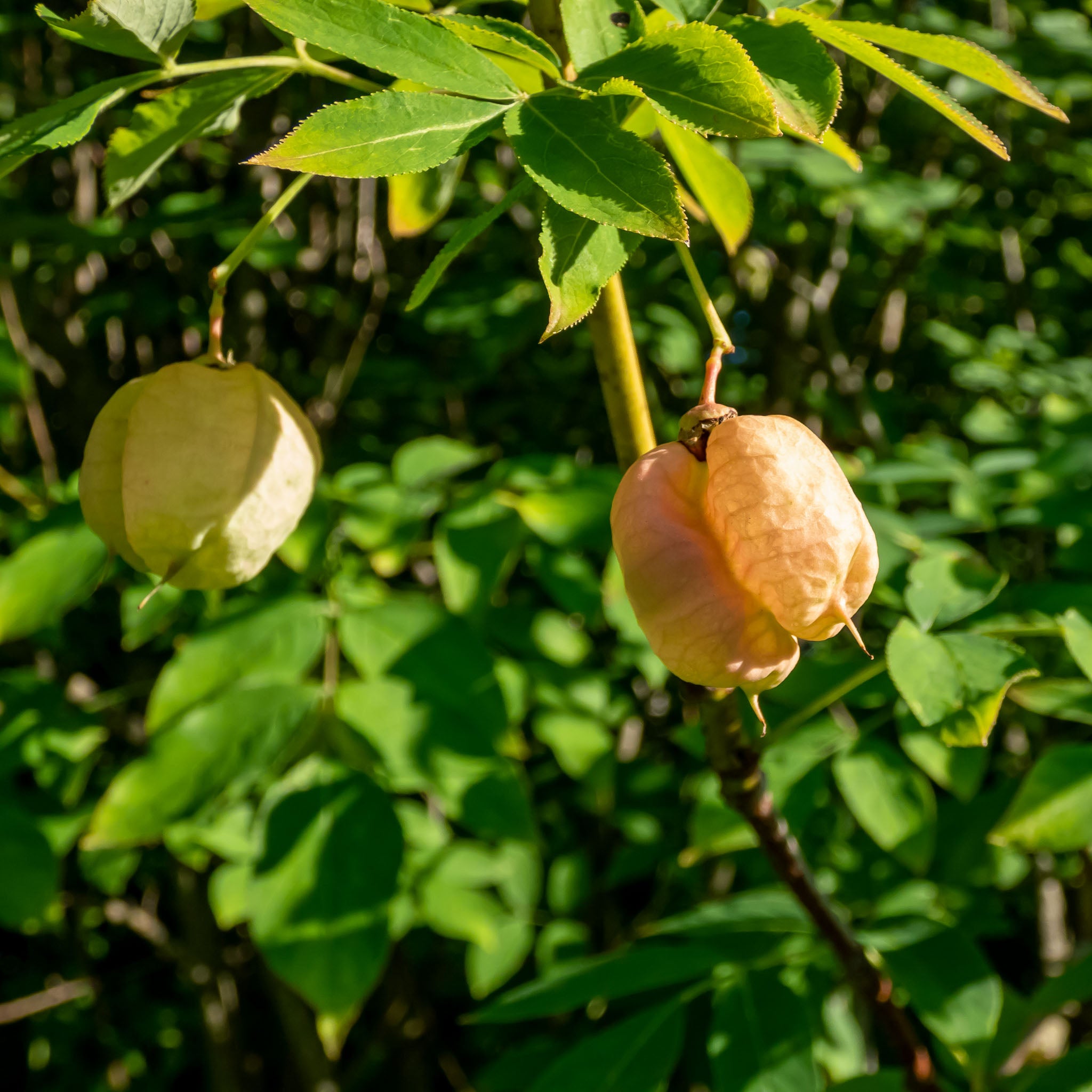 Gemeine Pimpernuss